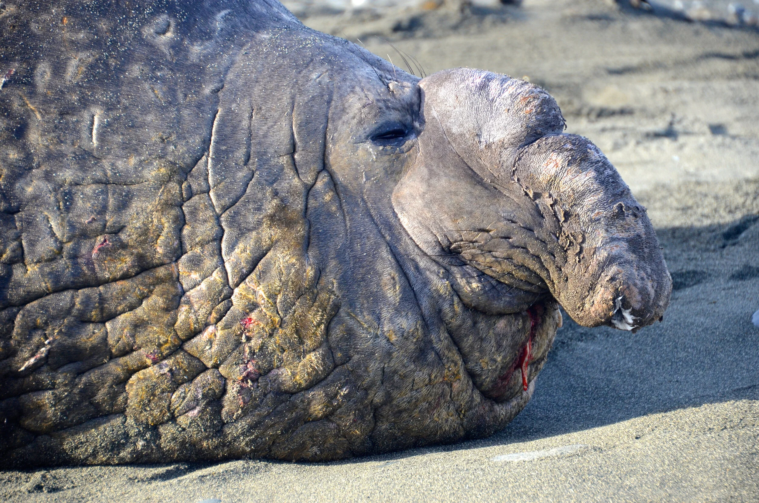 M171 - Old battle hardened male elephant seal - August 2013