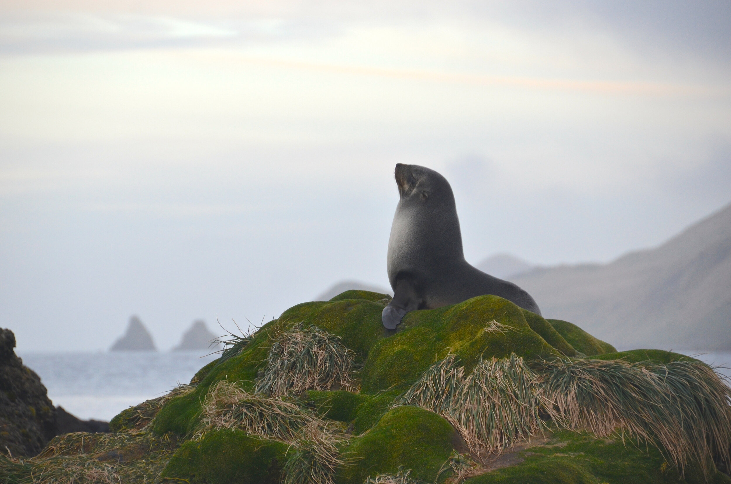 M173 - Young fur seal taking it all in on his mound in Garden Cove - August 2013
