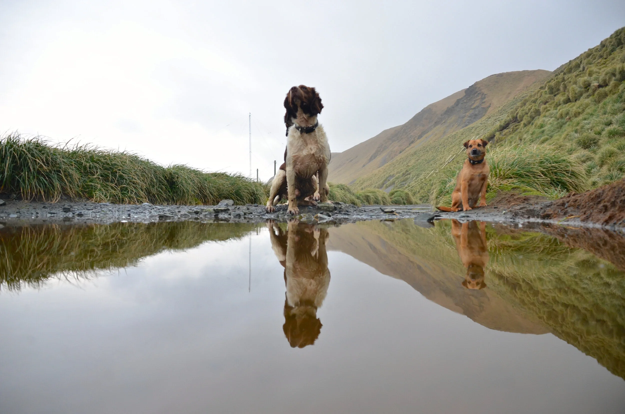 M184 - MIPEP dogs Joker and Chase on the track that runs parallel to Razorback Ridge - September 2013