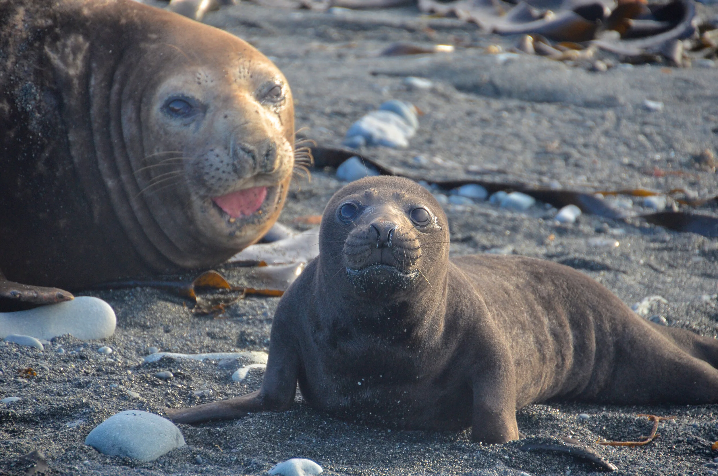 M185 - Mother and newborn elephant seal pup on the beach on the western side of the Isthmus - September 2013 