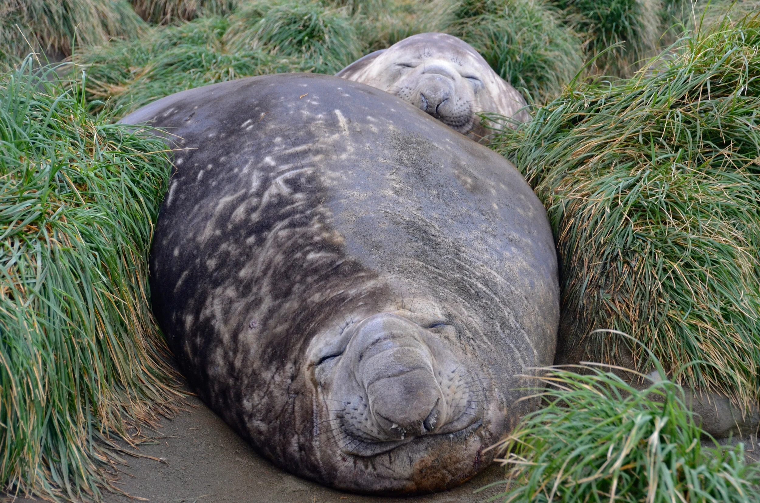 M187 - Young male elephant seals wallow amongst the tussock on the western side of Razorback Ridge - September 2013