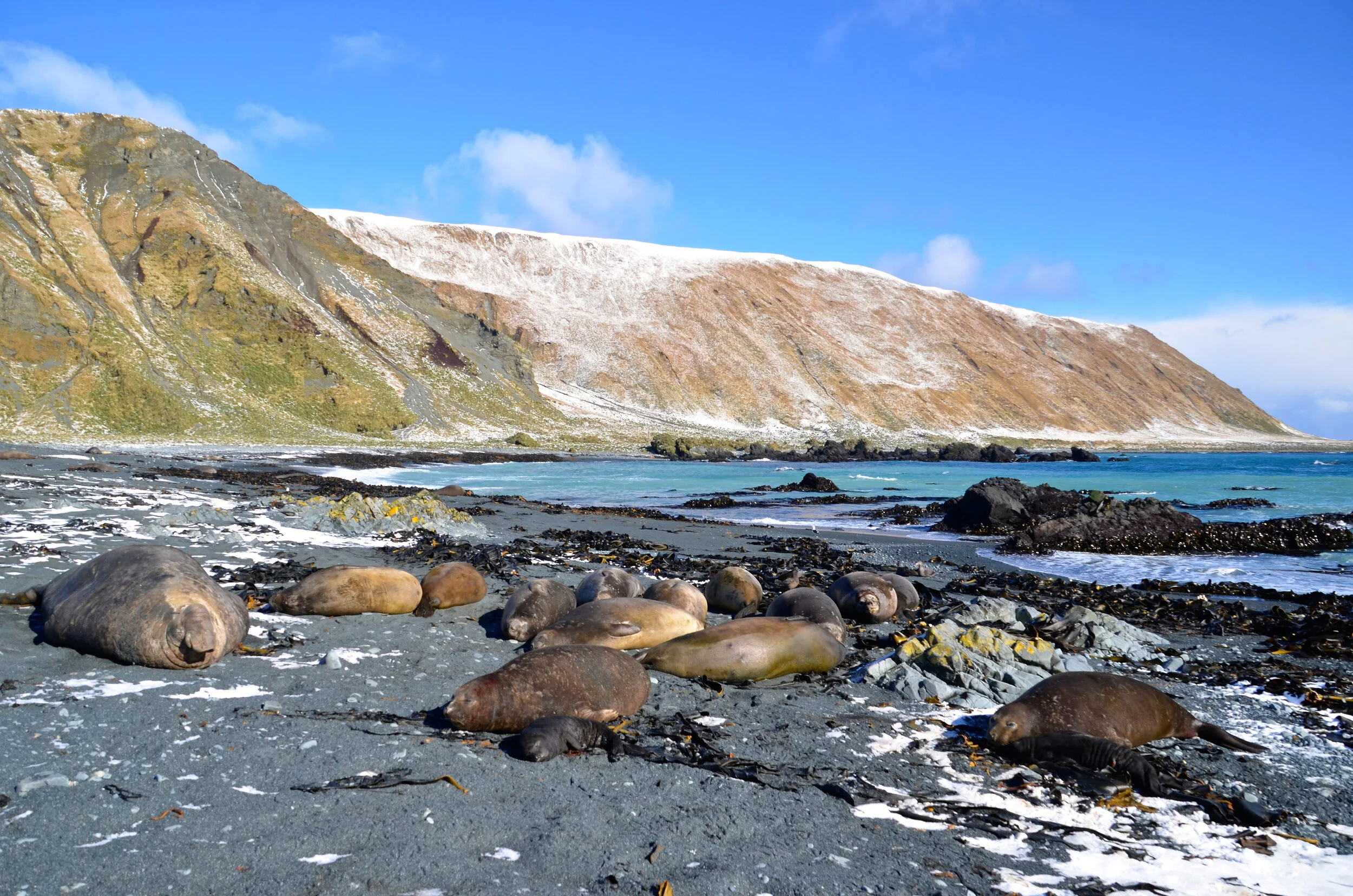 M191 - The first elephant seal pup born on the Isthmus - 11th September 2013