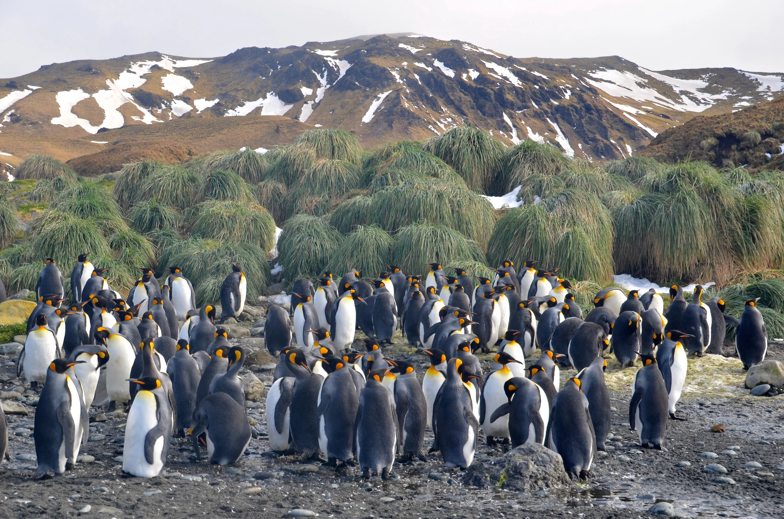 M194 - King penguin colony near Green Gorge on the east coast - September 2013