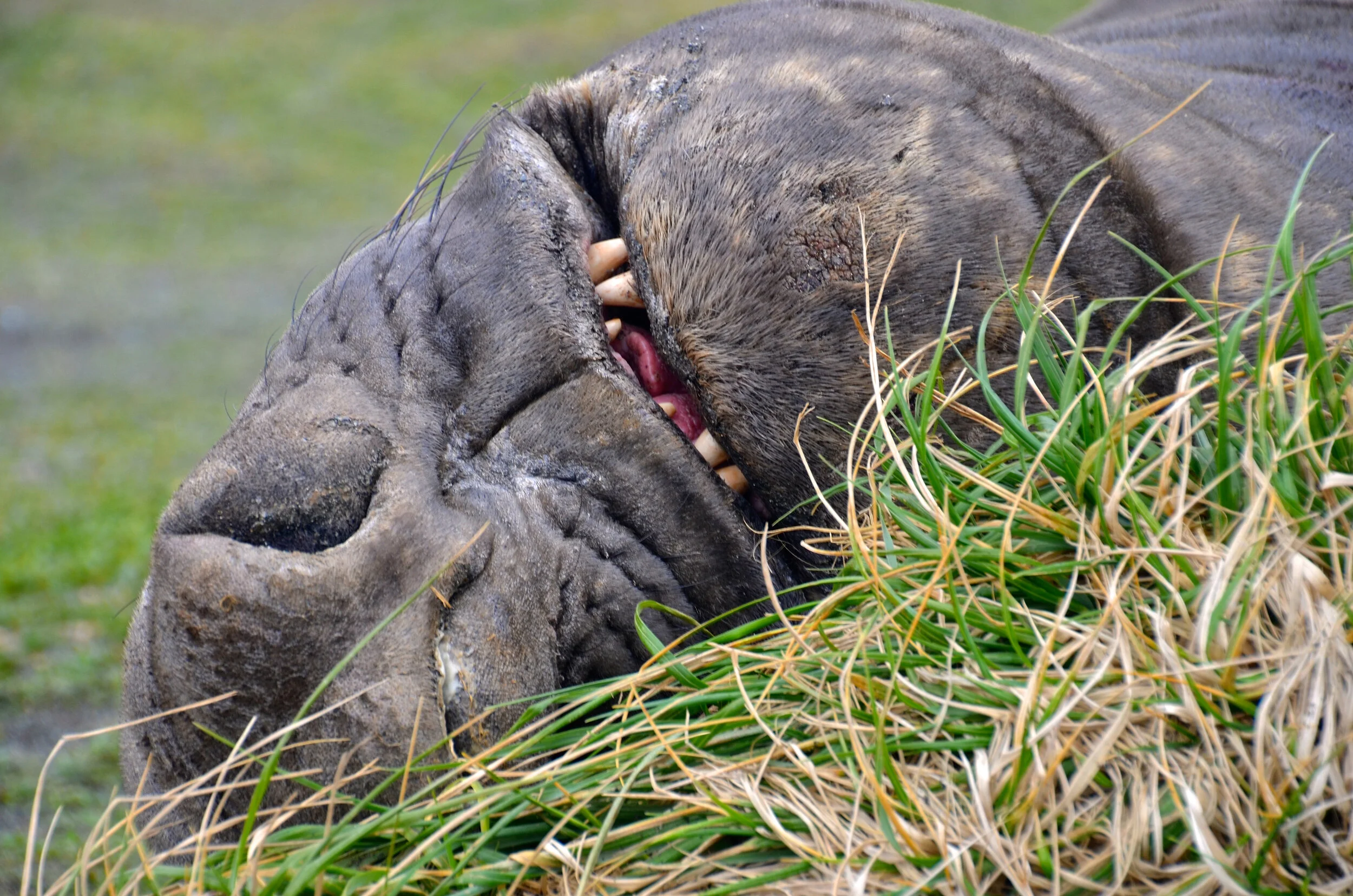 M197 - Male elephant seal blissfully resting in the tussock grass - September 2013
