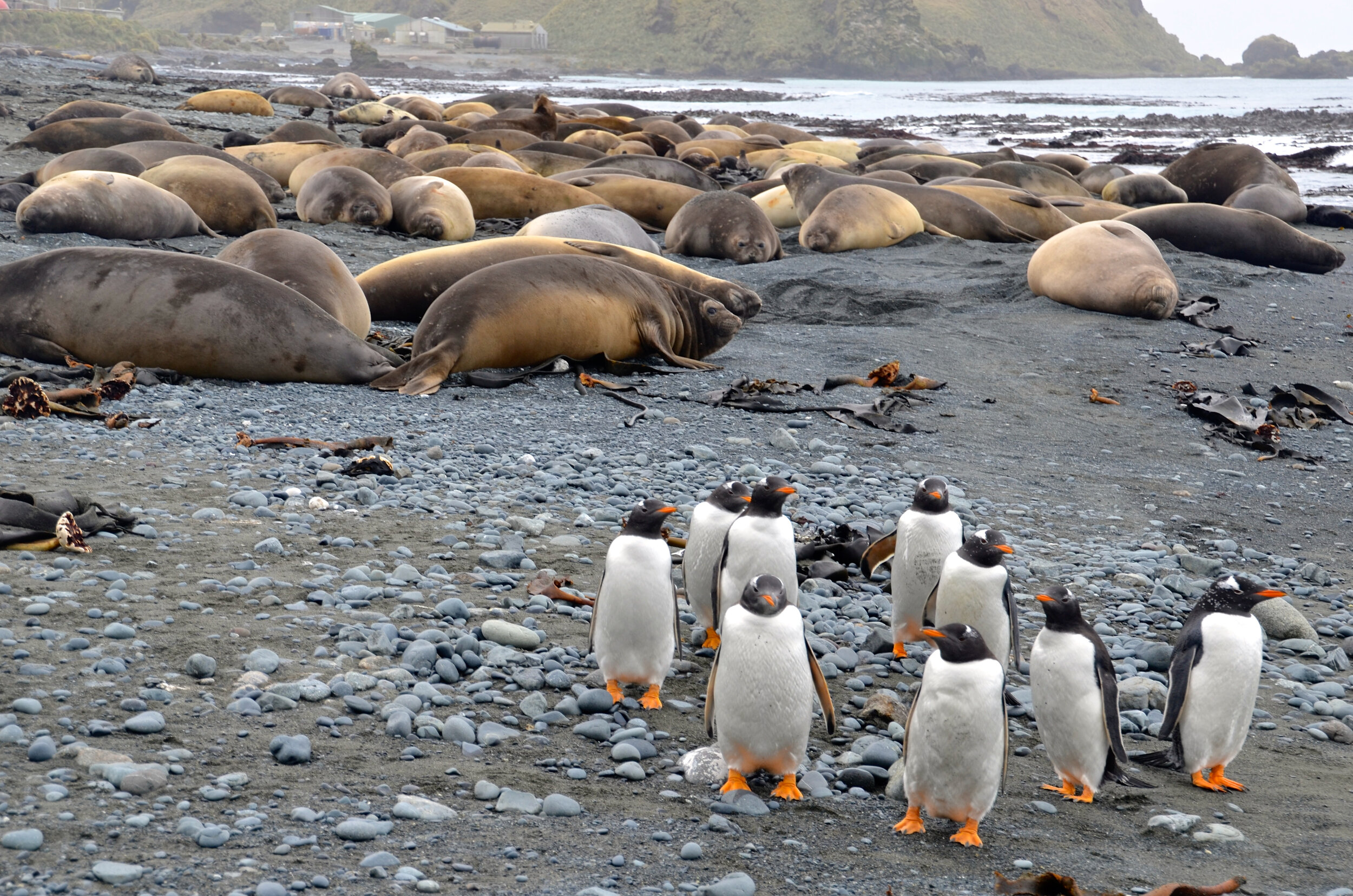 M199 - Elephant seal harem, with one dominant male (on the right) who is called the beach master and all the others are female