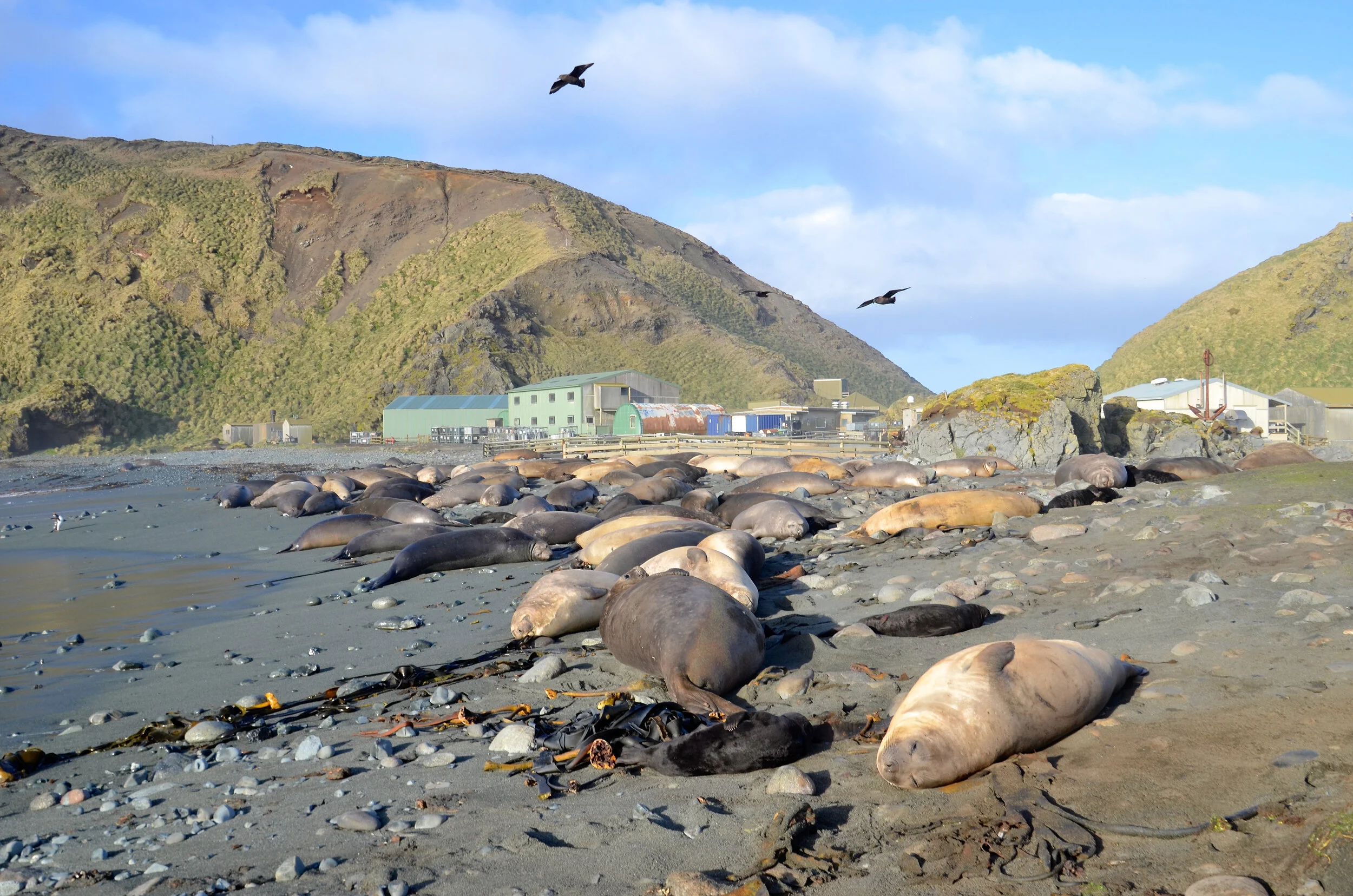 M200 - Another elephant seal harem just southwest of the station - September 2013