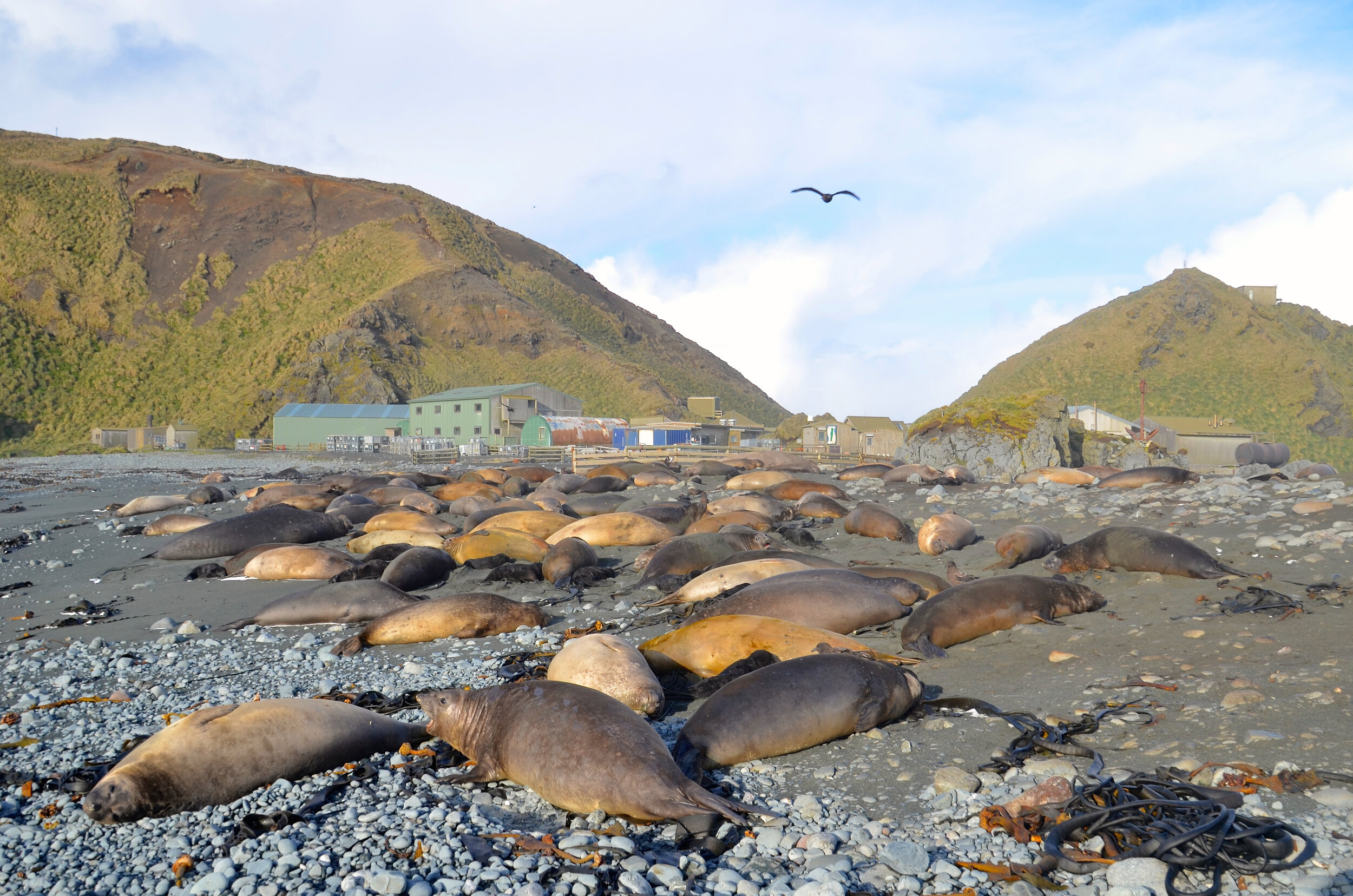 M177 - Large elephant seal harem next to the station - September 2013