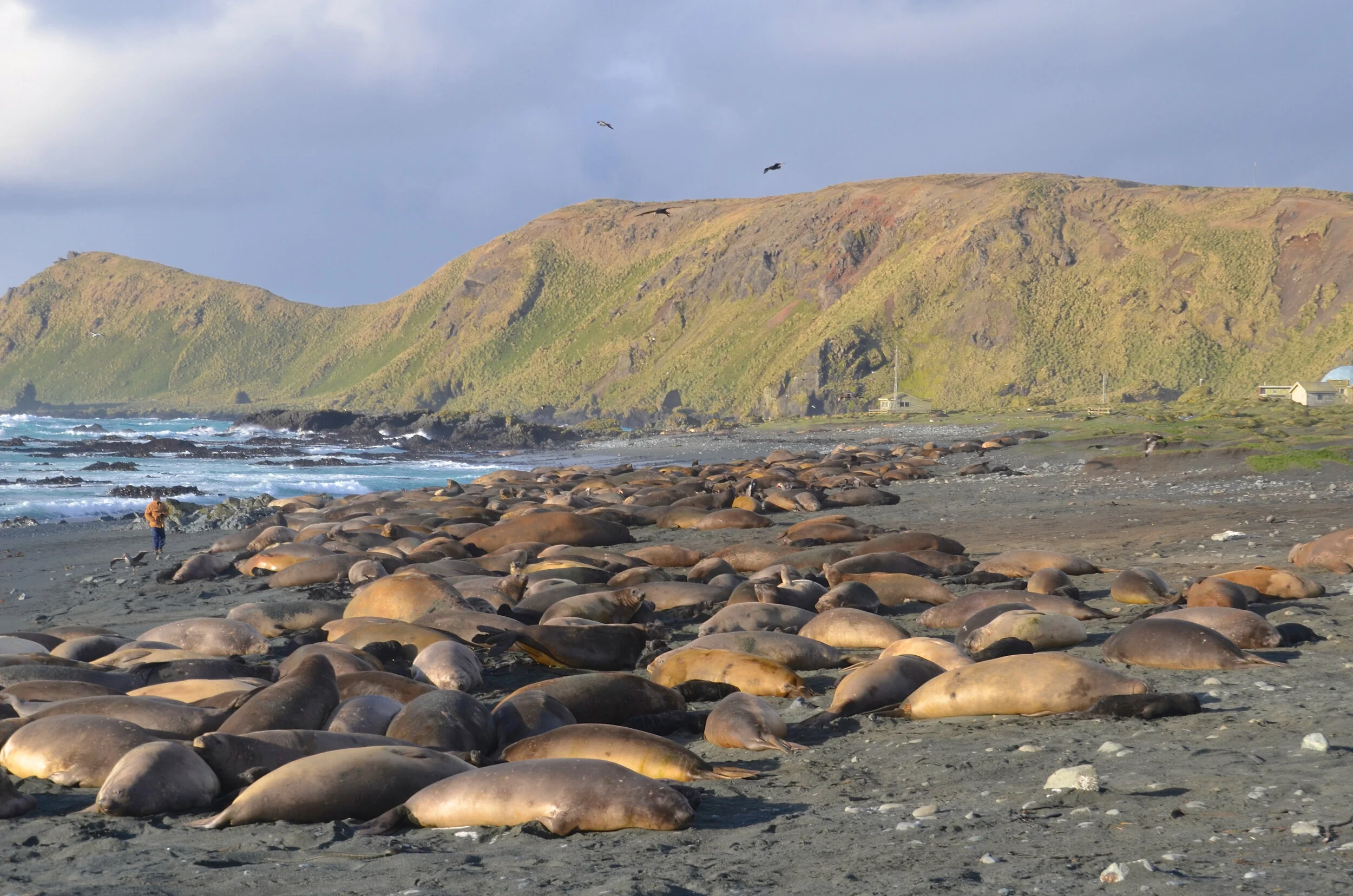 M178 - This was by far the largest elephant seal harem near the station. At its peak it contained 700 females, most of them with pups - October 2013