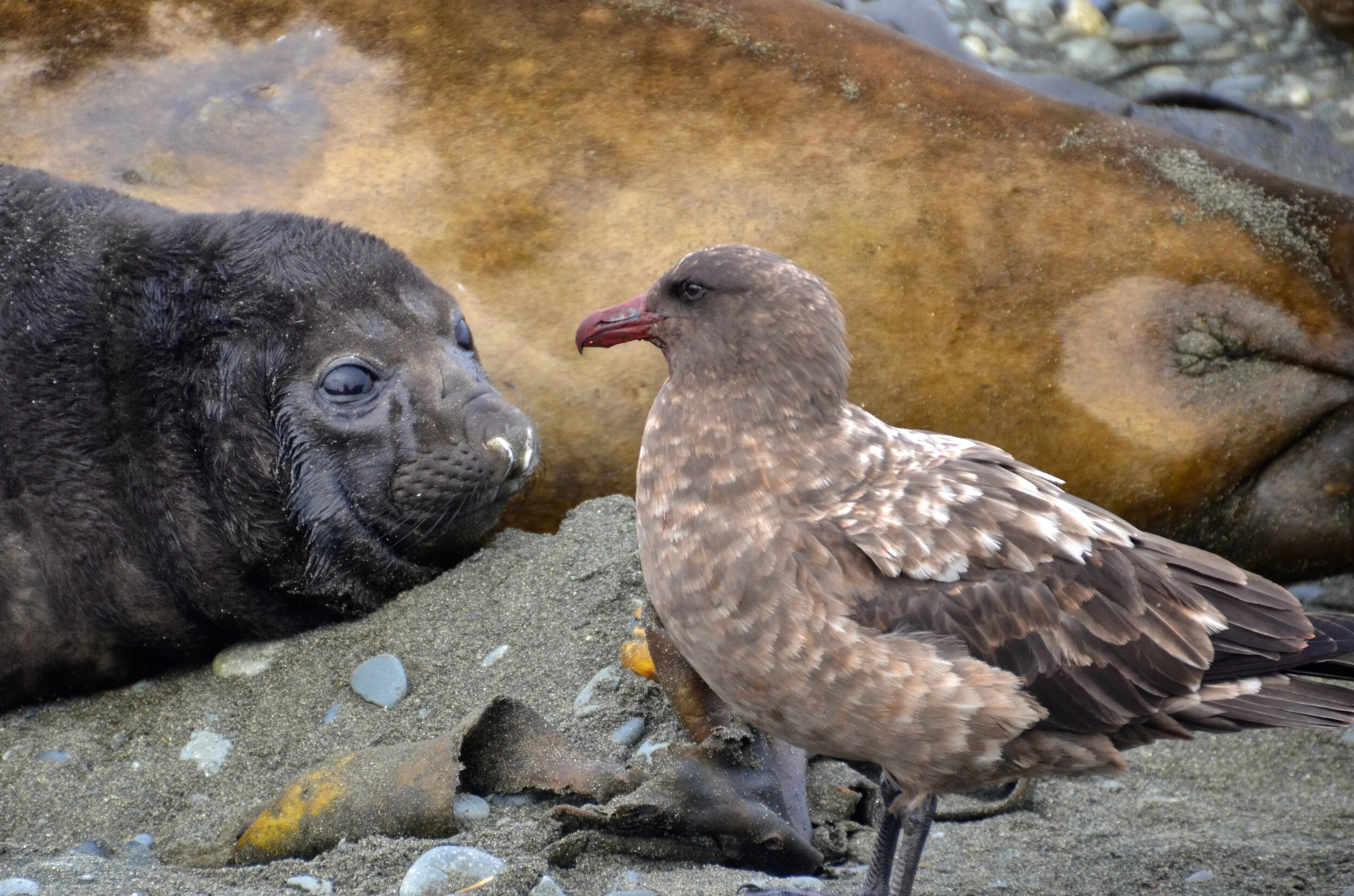 M202 - Skua after an opportunistic feed, when the Seals are giving birth - October 2013