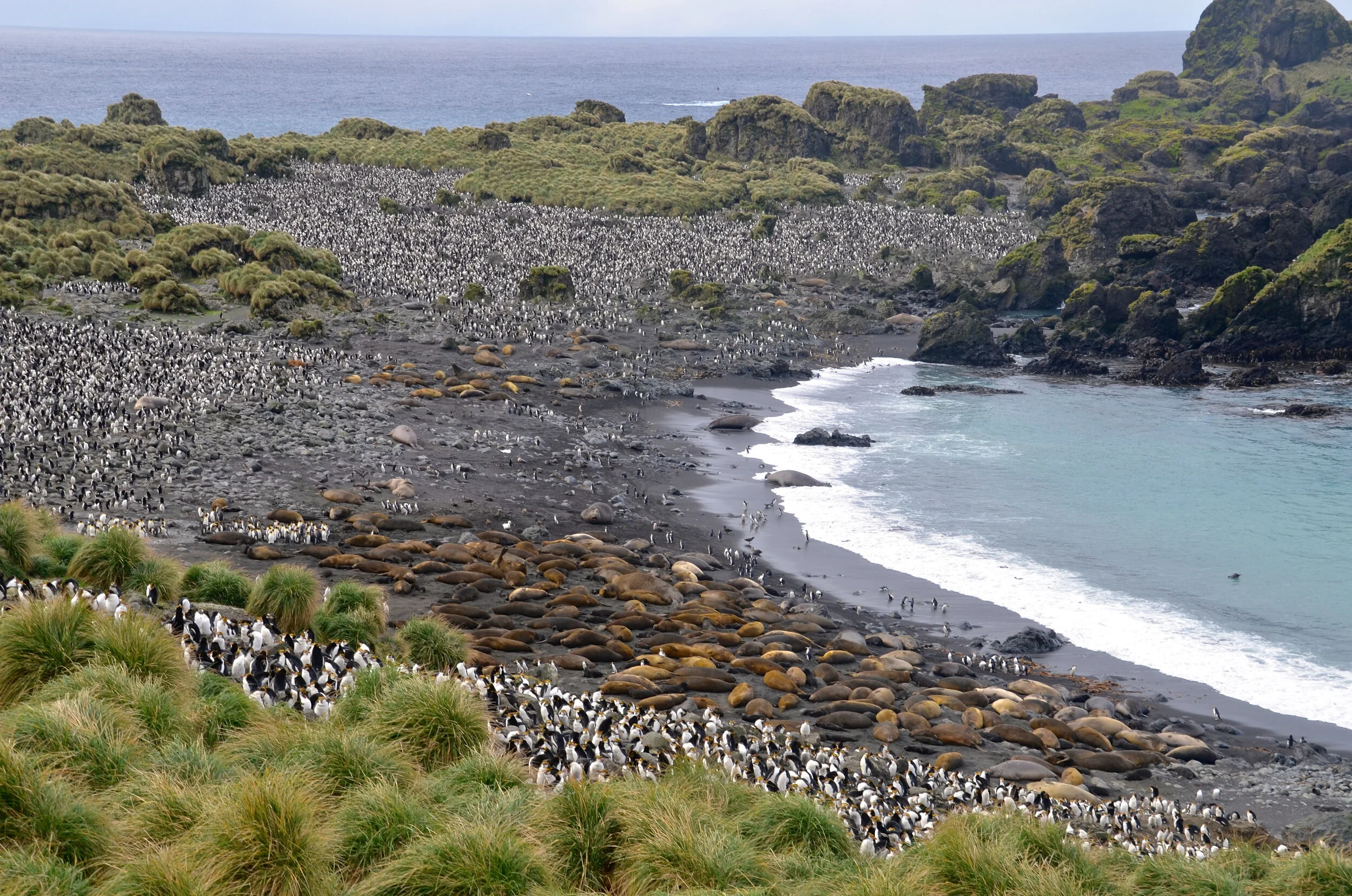 M204 - Incredible wildlife at Hurd Point - king penguins royal penguins and elephant seals cohabiting - October 2013