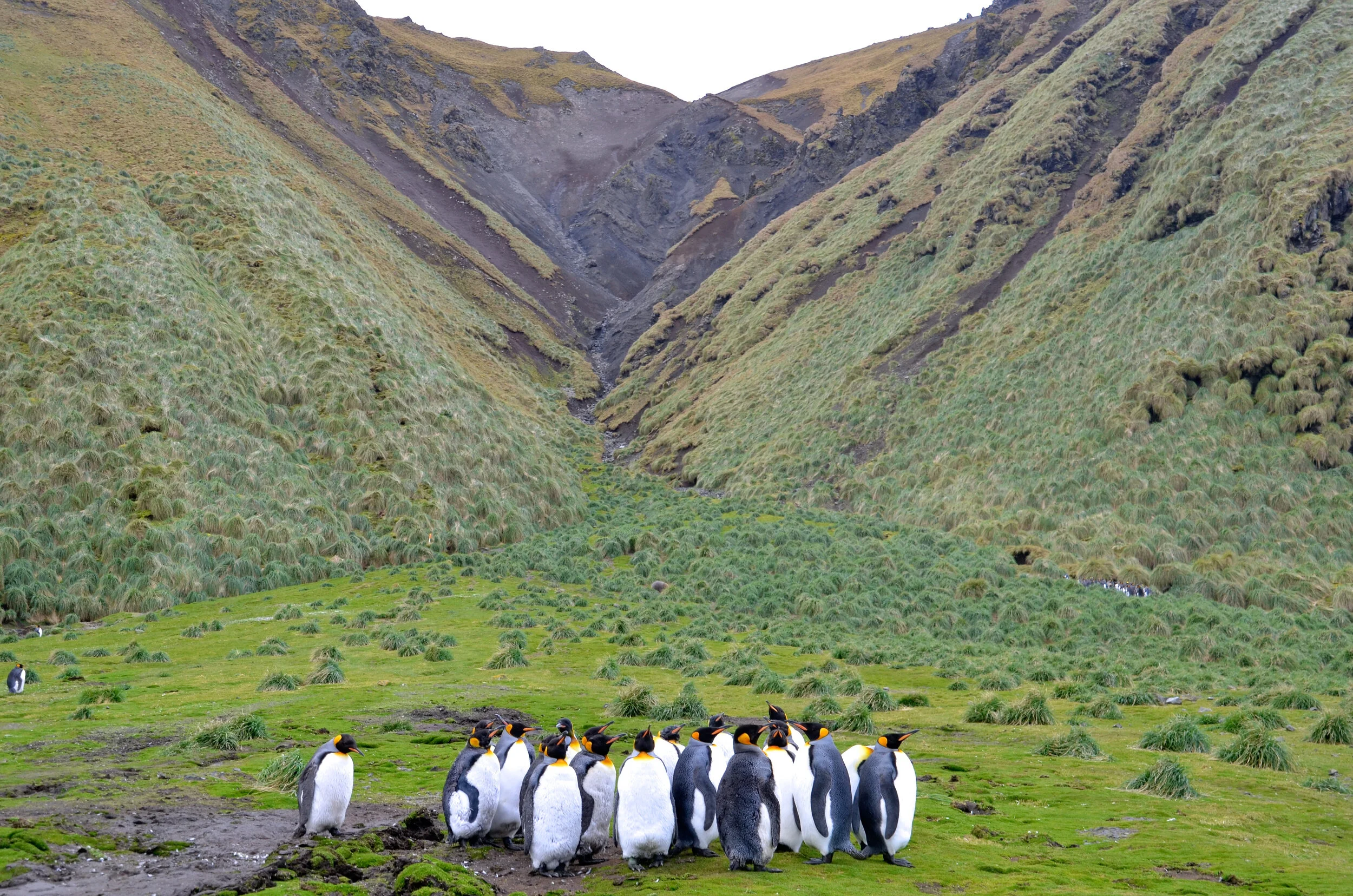 M206 - King penguins at Hurd Point - October 2013