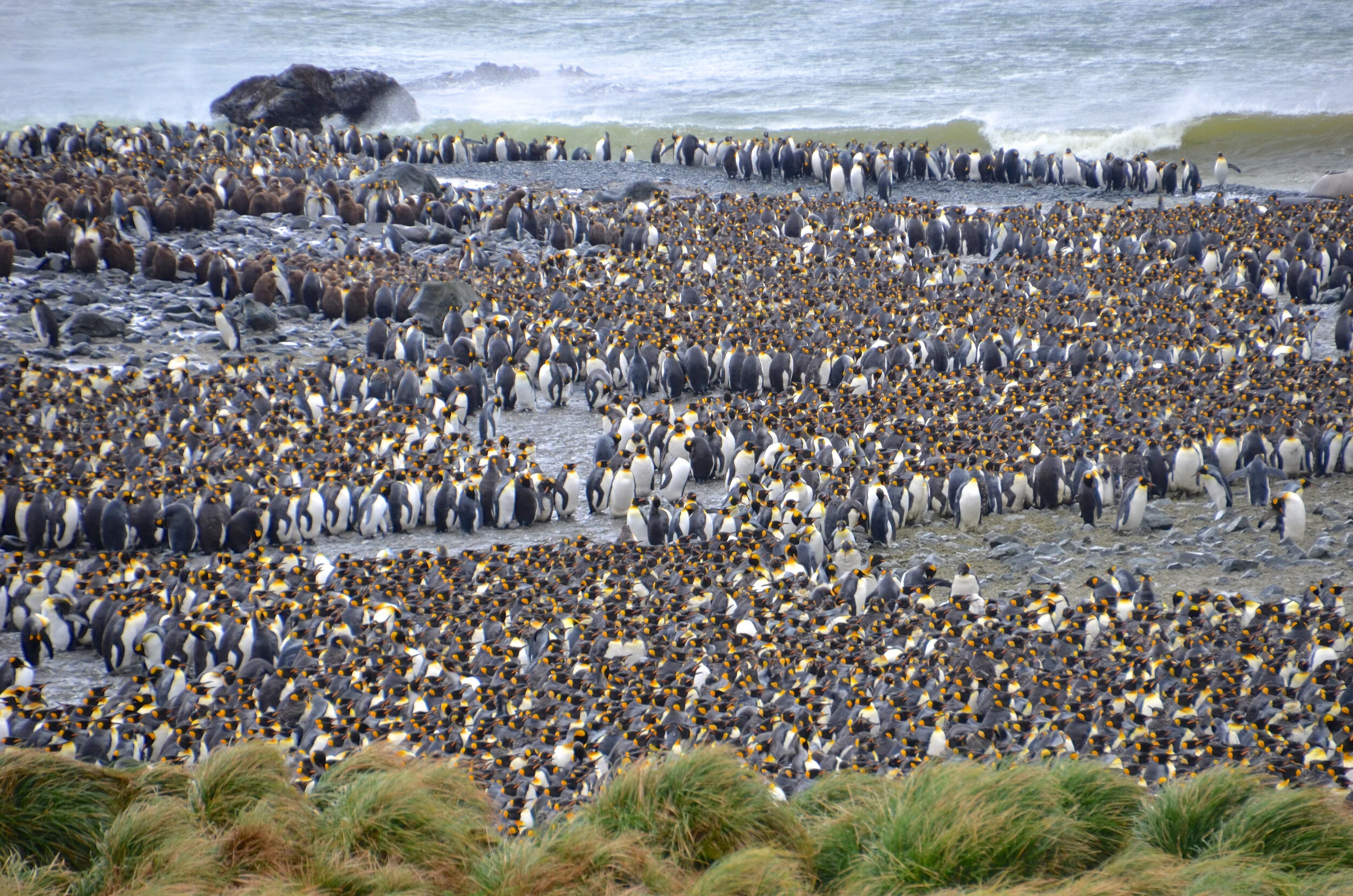 M207 - King penguins at Lusitania Bay, viewed from a small hill next to Lusitania creek - October 2013
