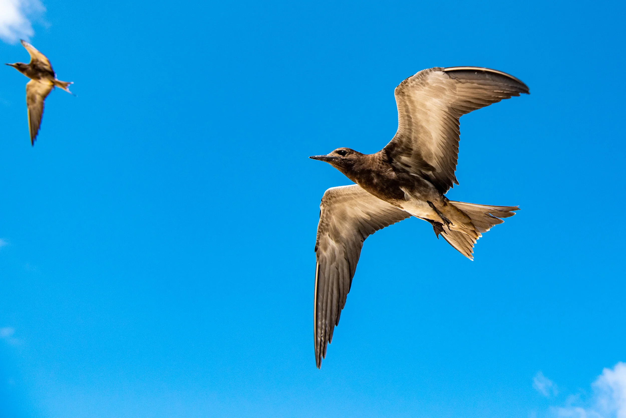  October 2018 - Juvenile Sooty Tern 
