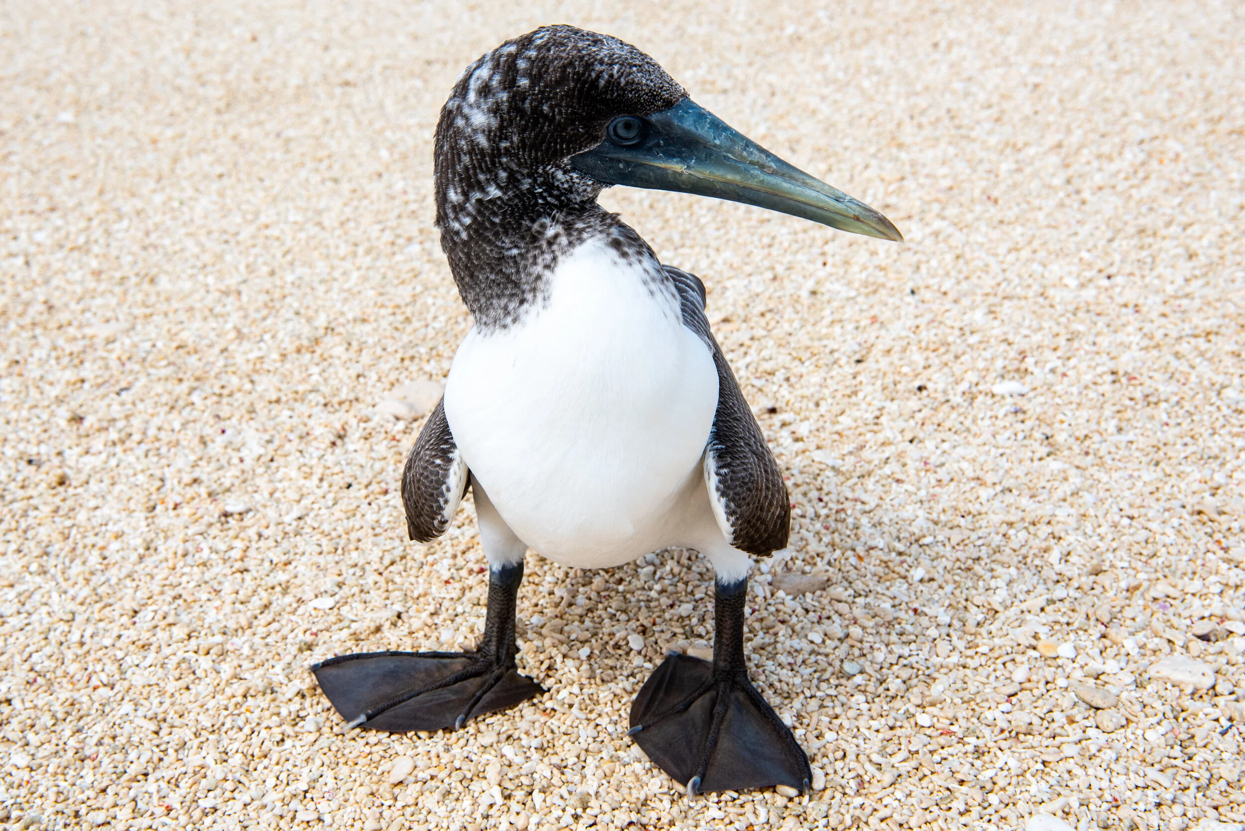  December 2018 - Young masked Booby - landed on the beach - came from Middle island about 8km away. 