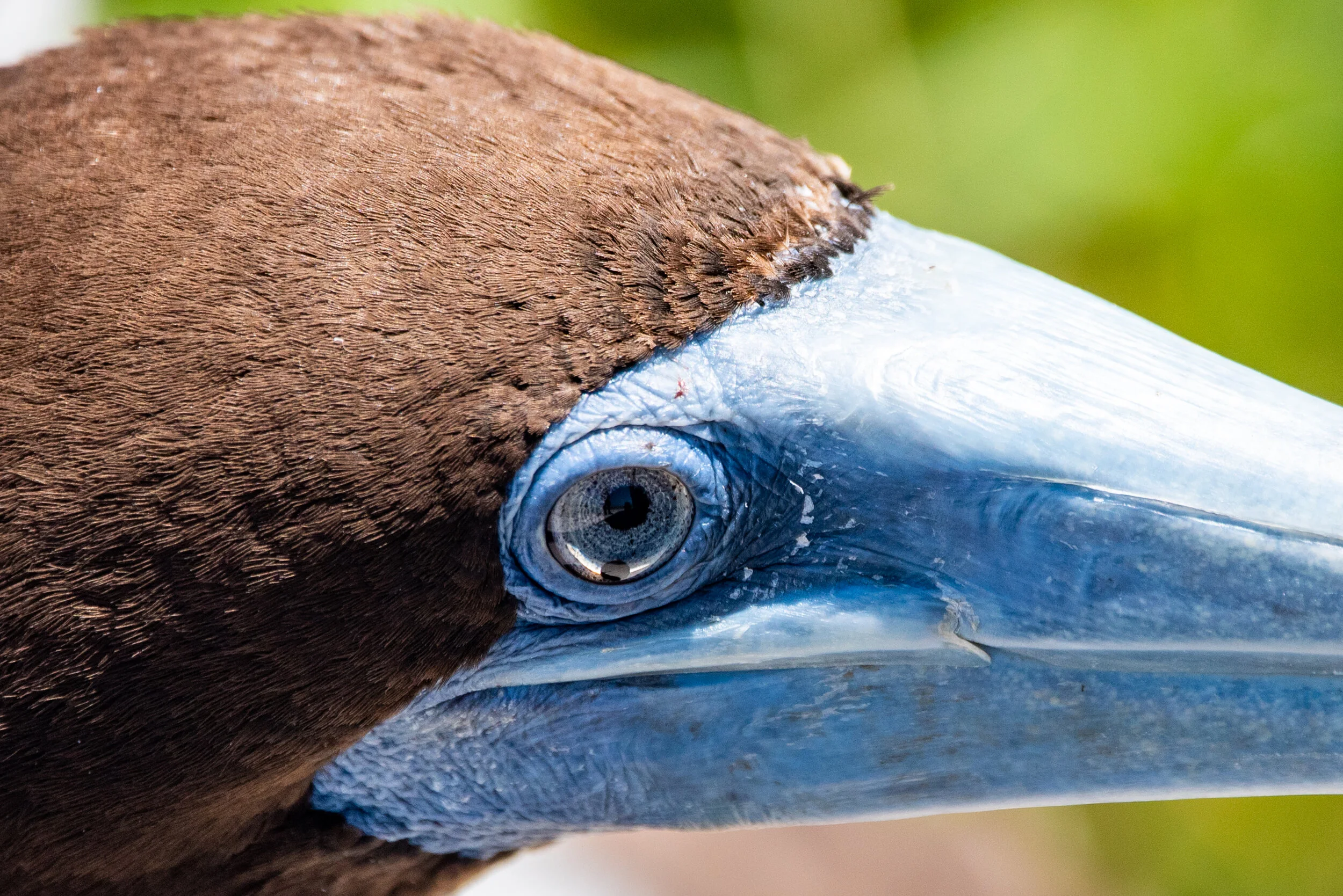  January 2019 - Close up of the head of a Brown Booby showing defect in it’s eye 