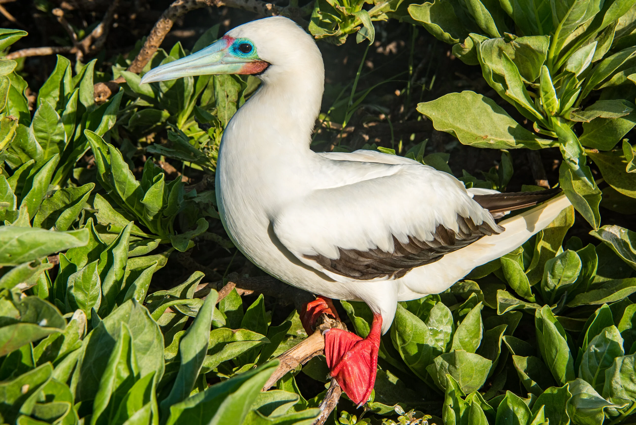  February 2019 - Beautiful colouring of a Red Footed Booby 