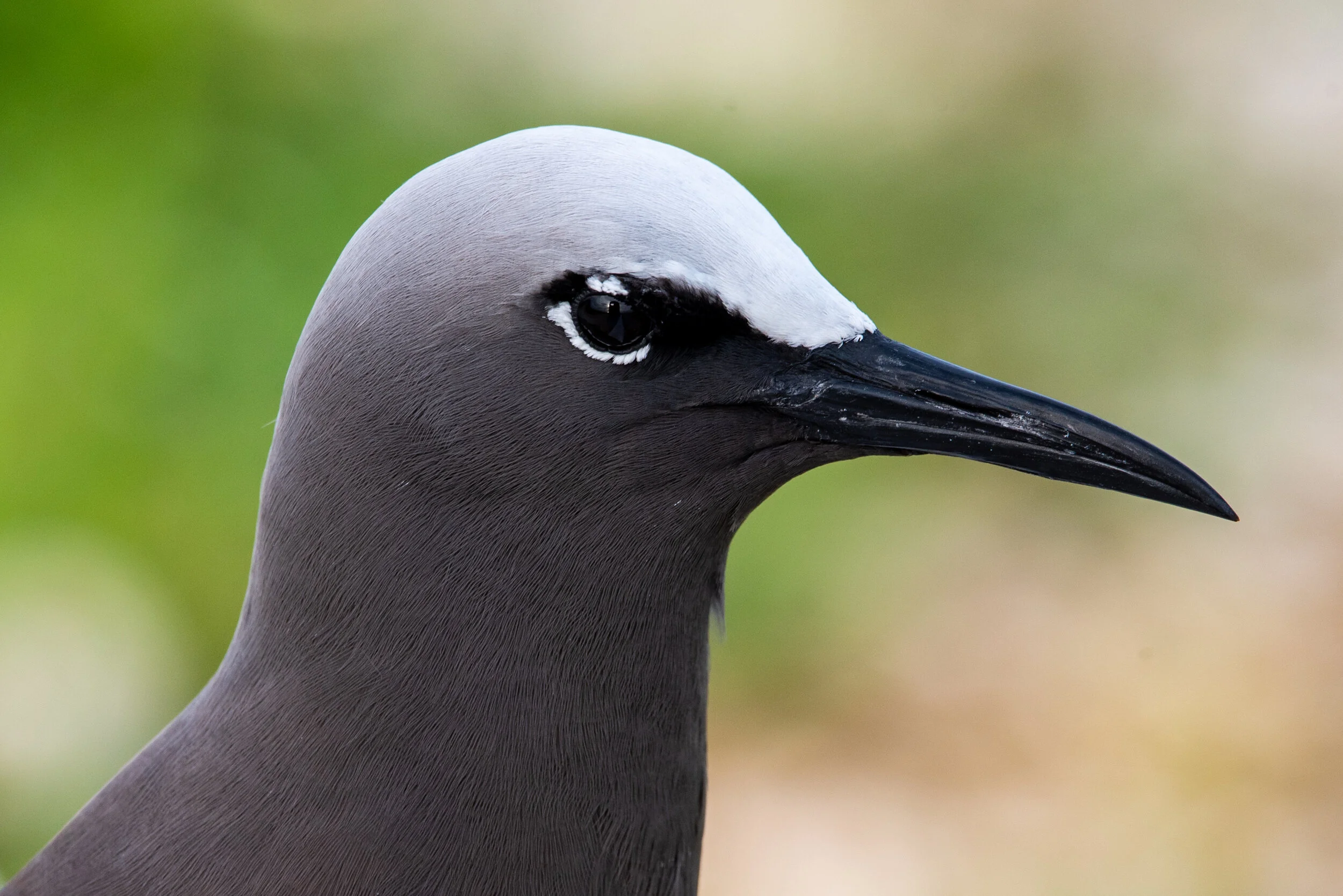  March 2019 - Close up of a Black Noddy tern 