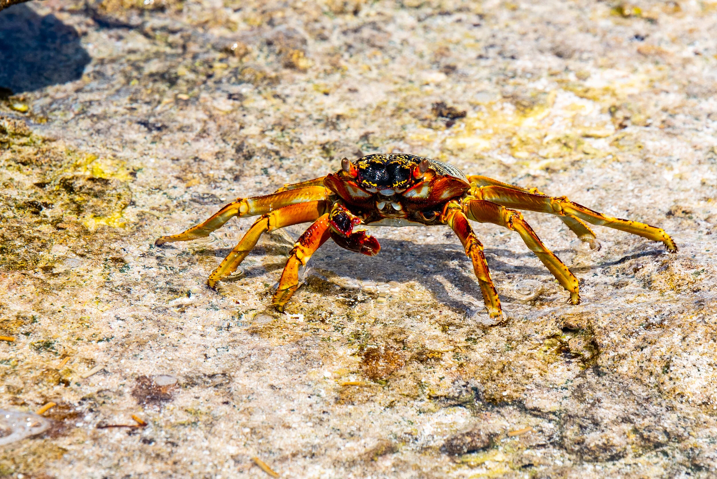  October 2018 - Crab on the reef at the northern end of the island 