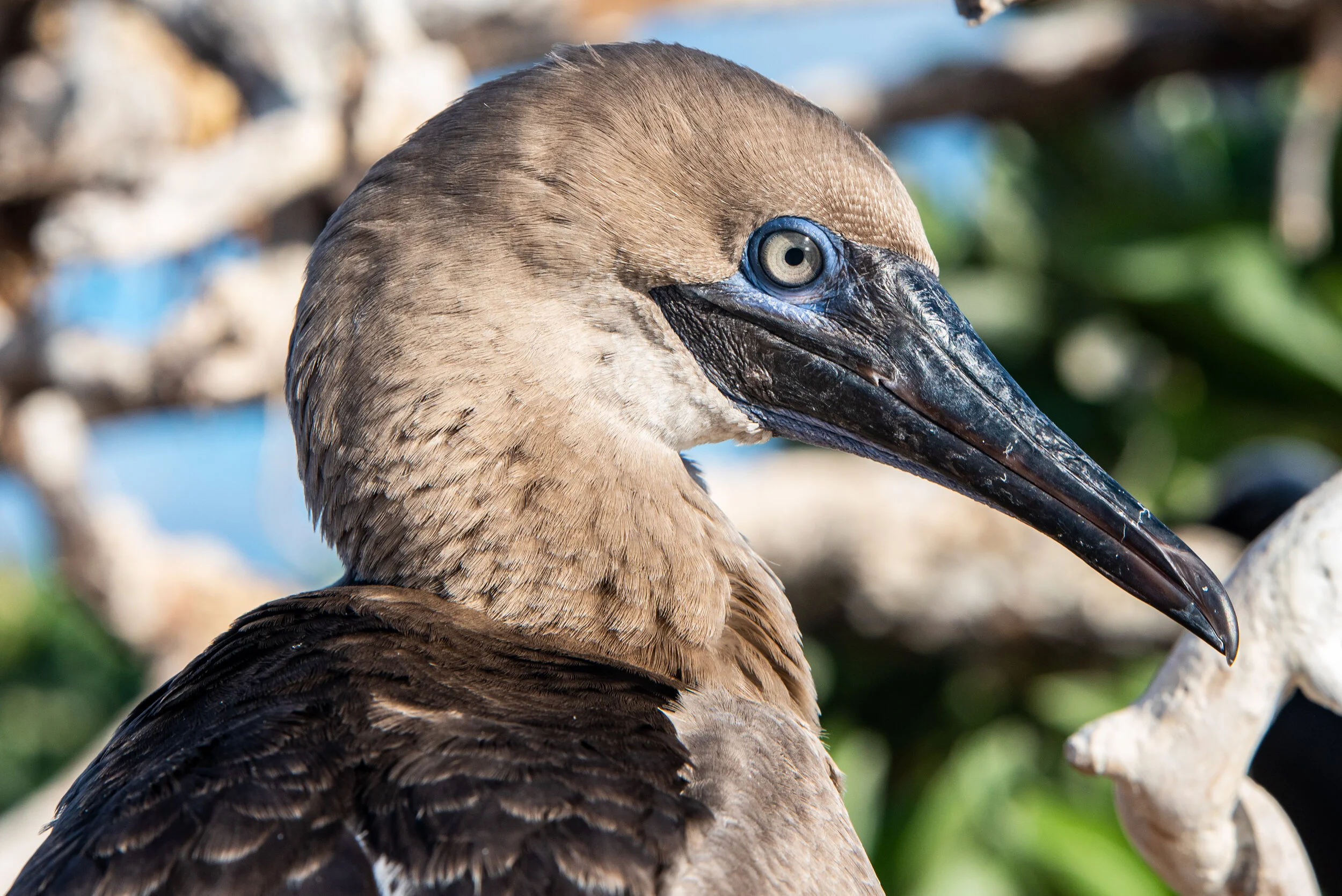  November 2018 - Juvenile Brown Booby 