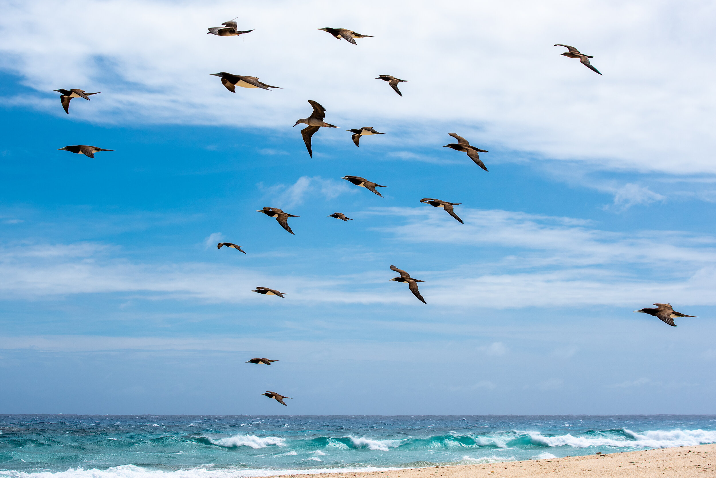  December 2018 - A squadron of Brown Booby birds 