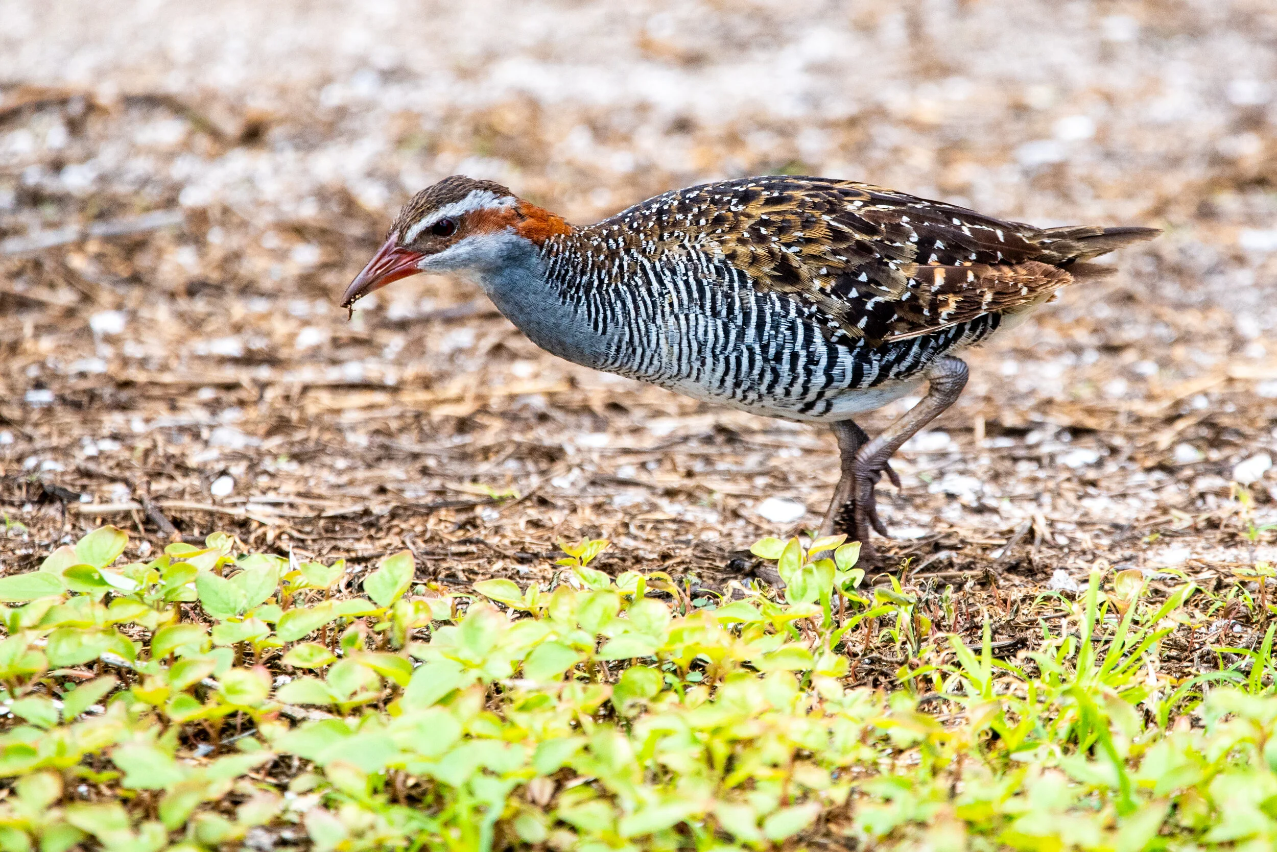  January 2019 - Buff-banded Rail 