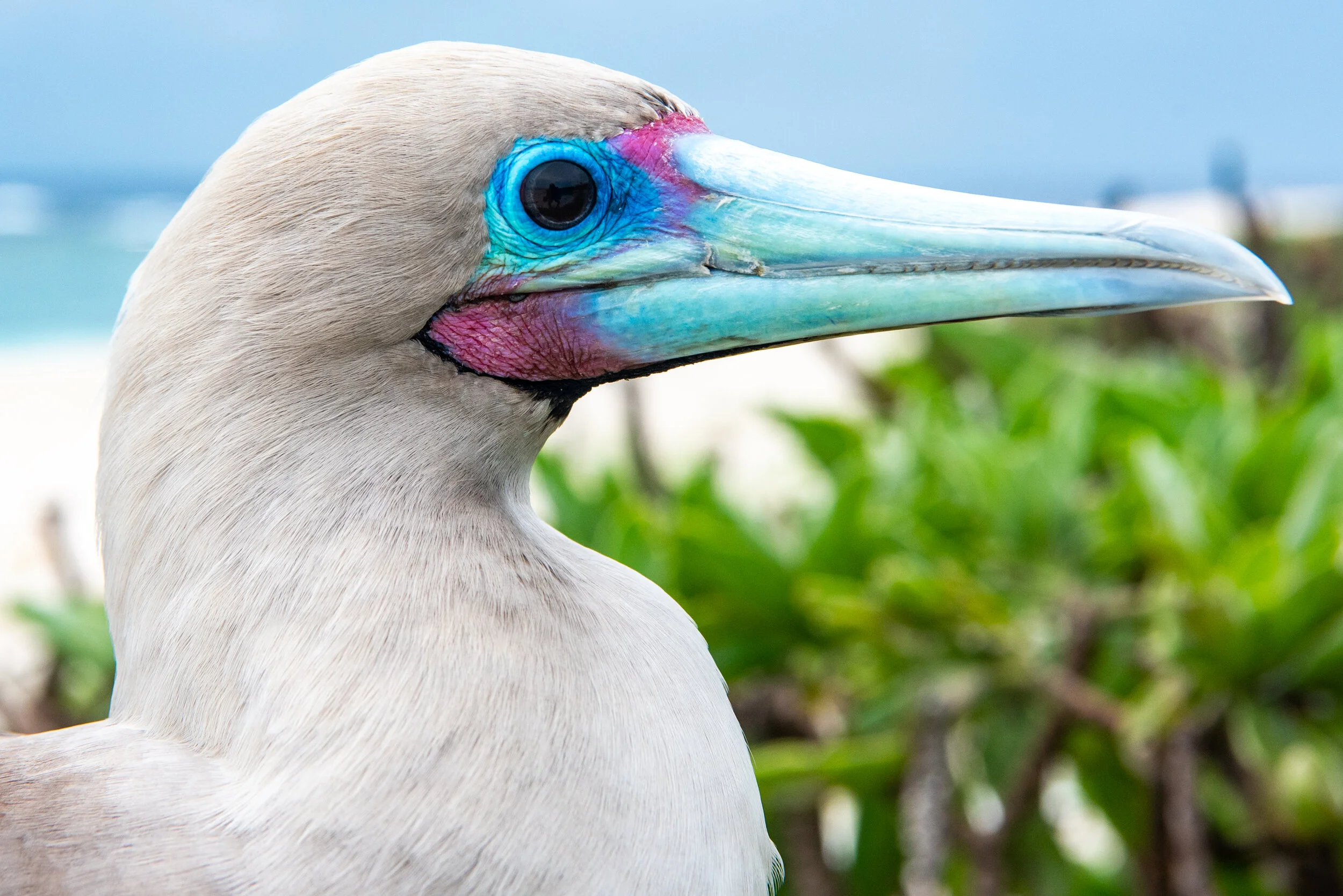 February 2019 - Close up of a Red Footed Booby 