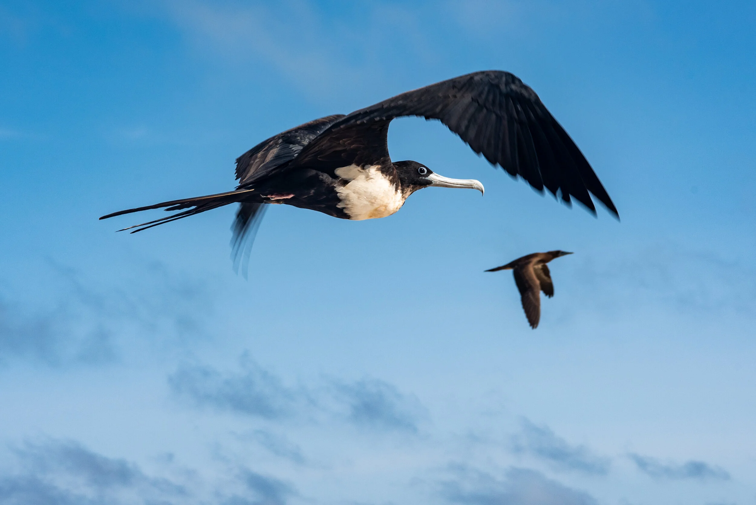  February 2019 - Lesser Frigatebird in flight 
