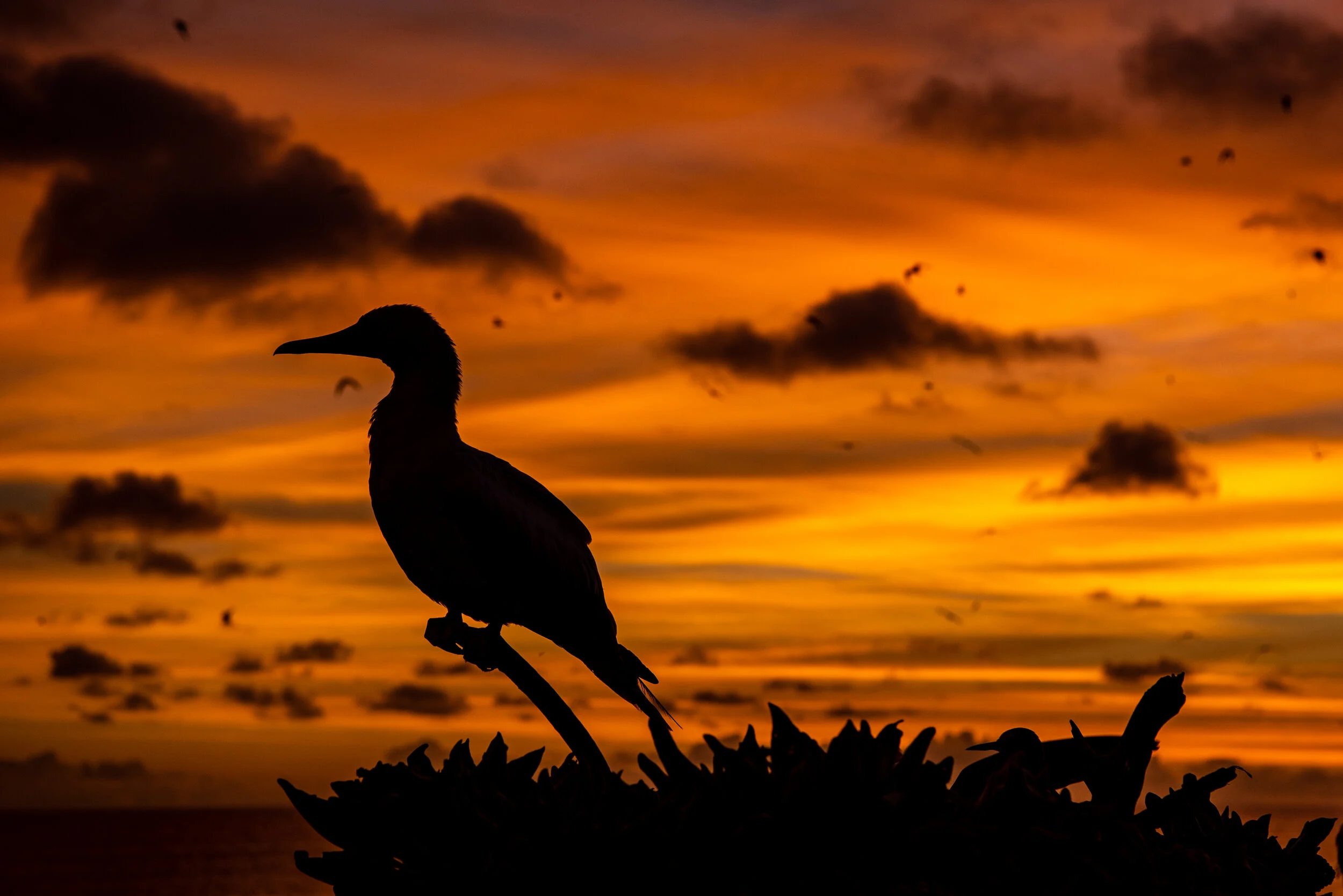  March 2019 - Red Footed Booby silhouetted against a vivid sunset 
