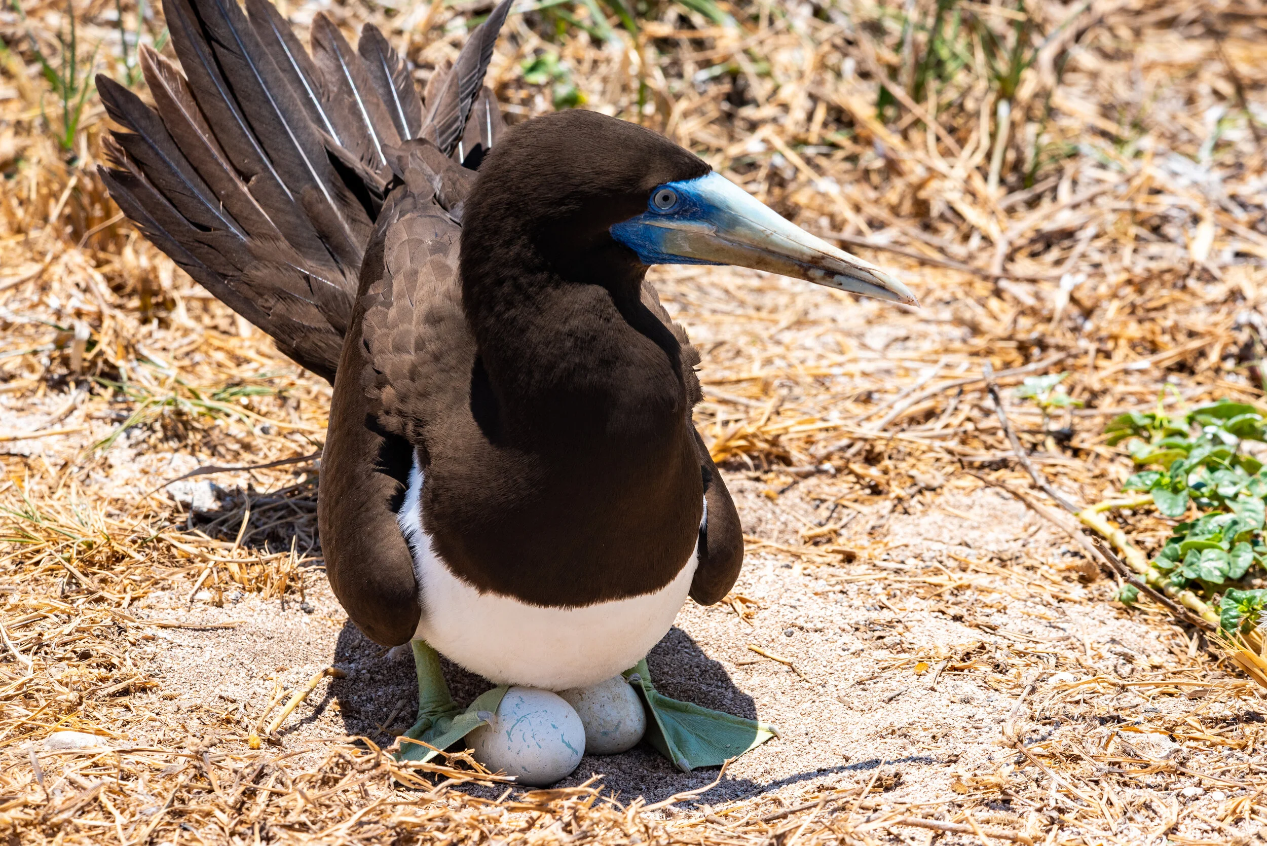  October 2018 - Male Brown Booby sitting on two eggs 