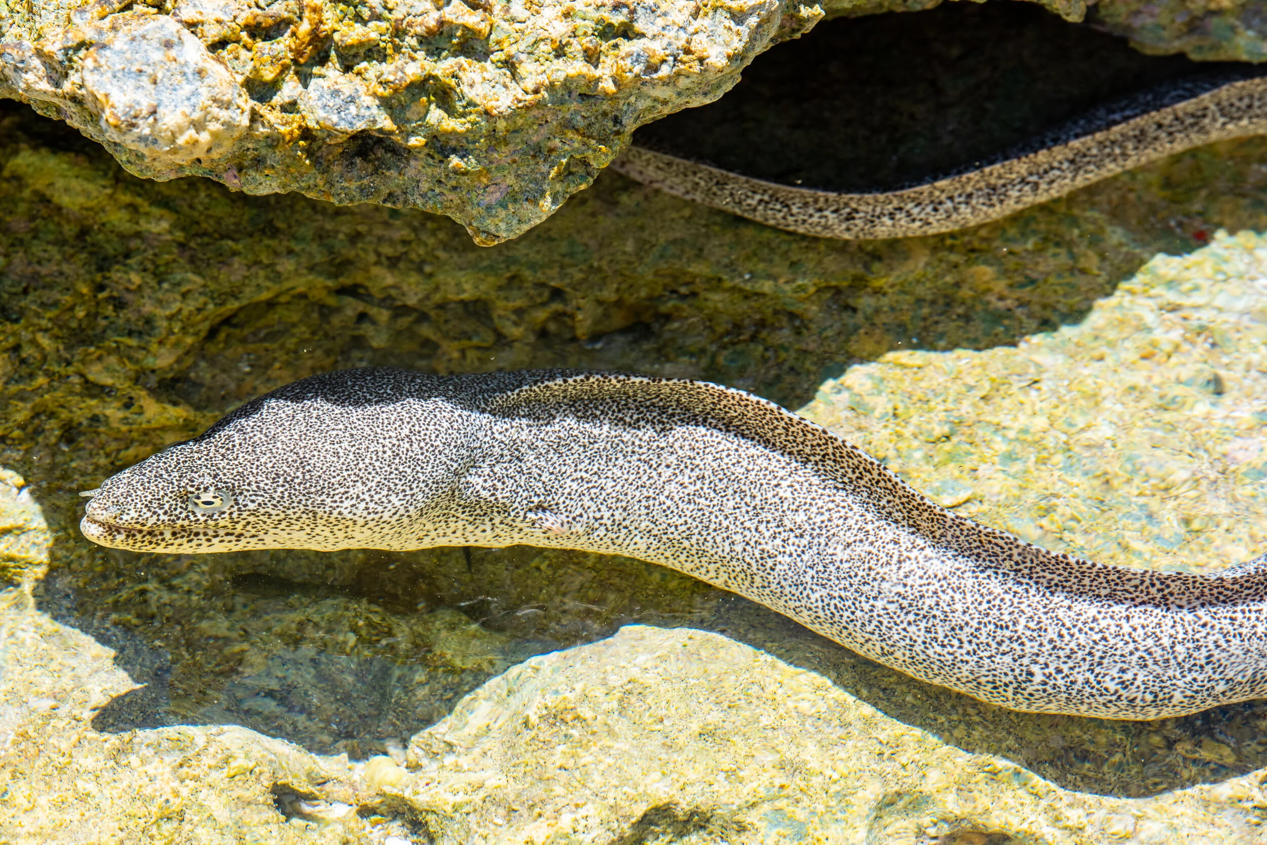  November 2018 - Leopard Eel in a shallow pool in the reef at the northern end of the island 