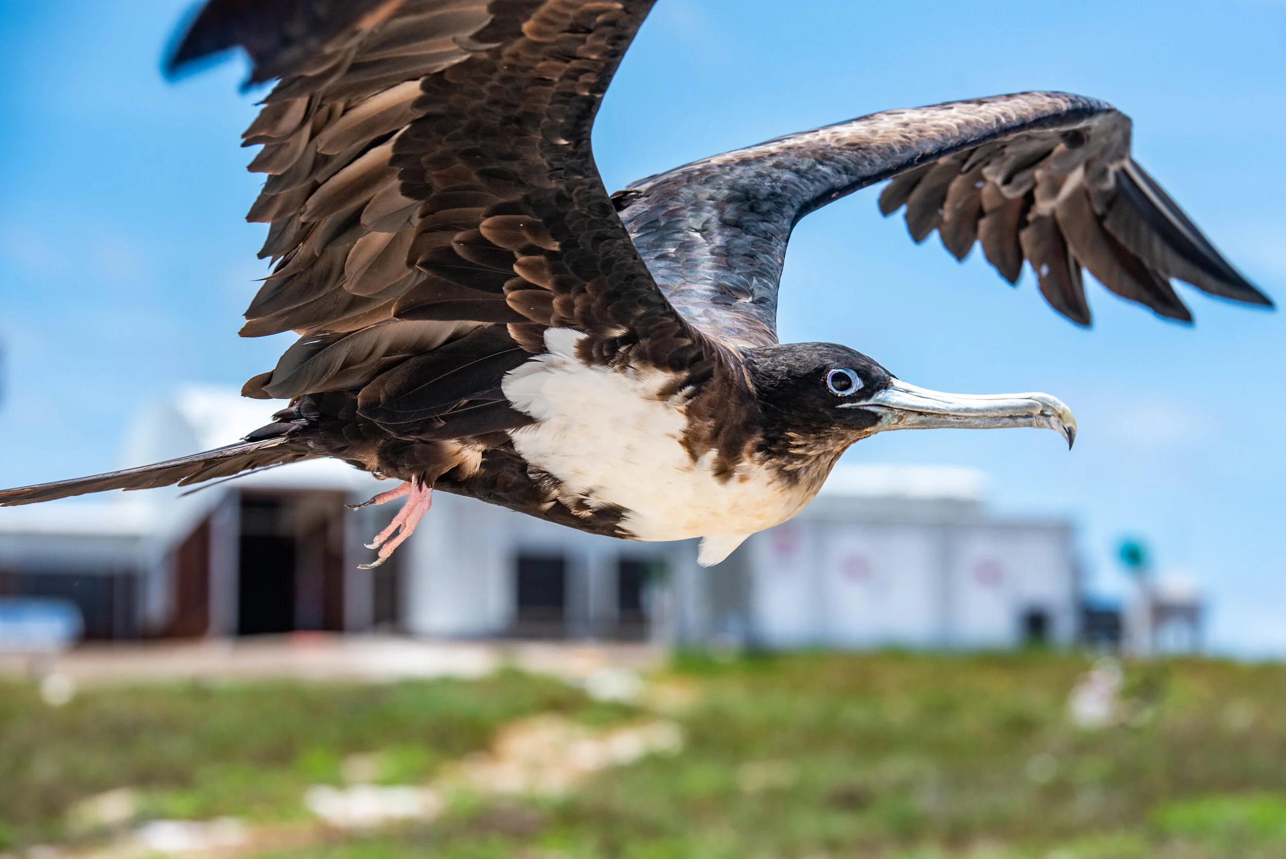  December 2018 - Lesser Frigatebird in flight 