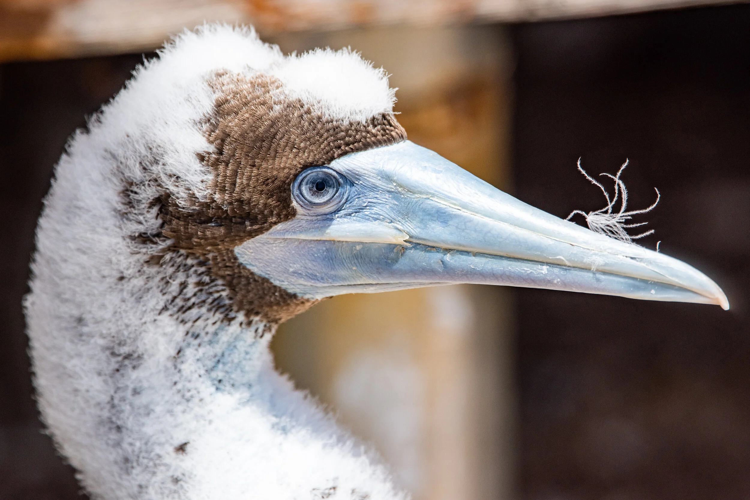  January 2019 - Brown Booby chick becoming an adult 