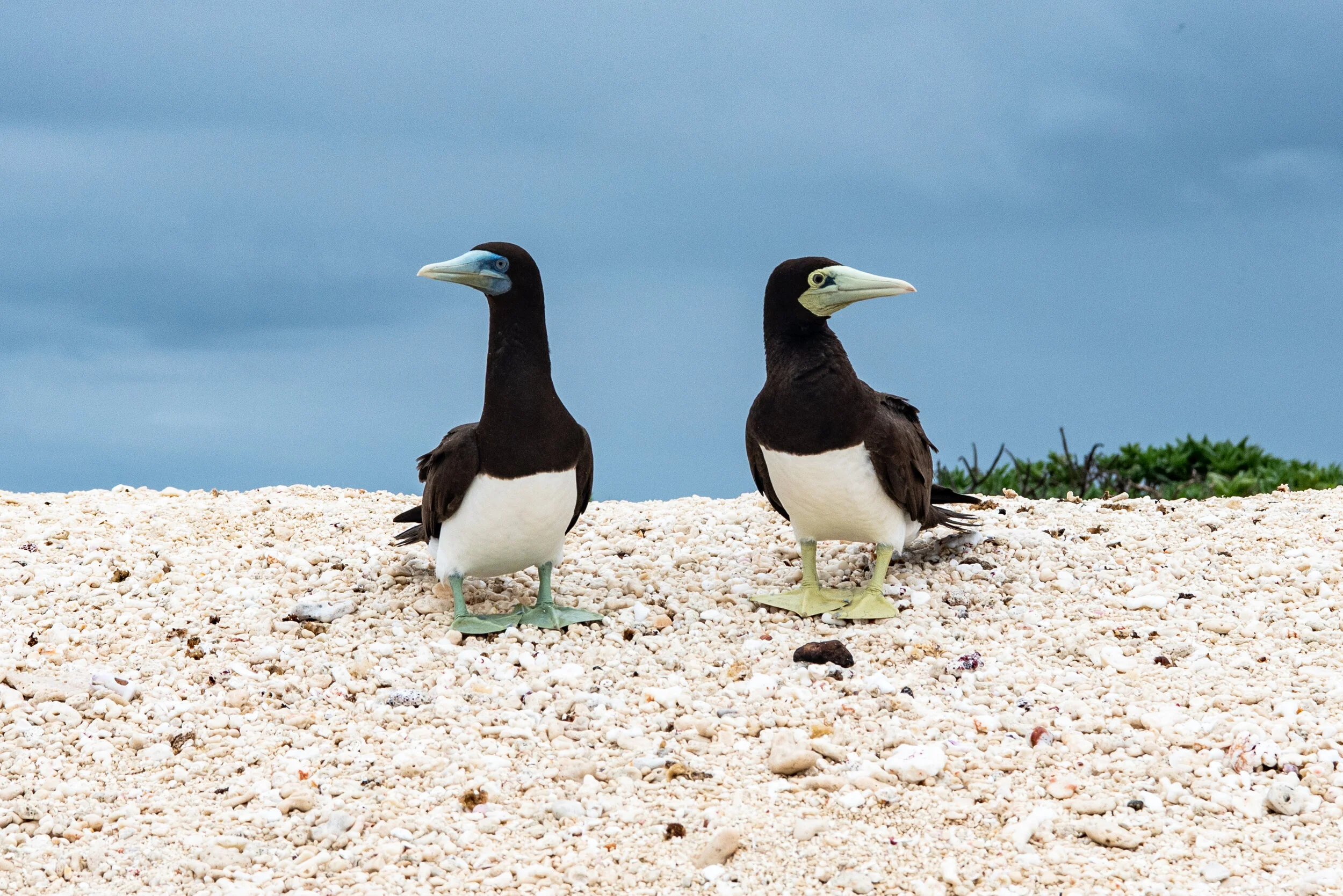  February 2019 - A pair of Brown Booby birds - male on the left and female on the right. 