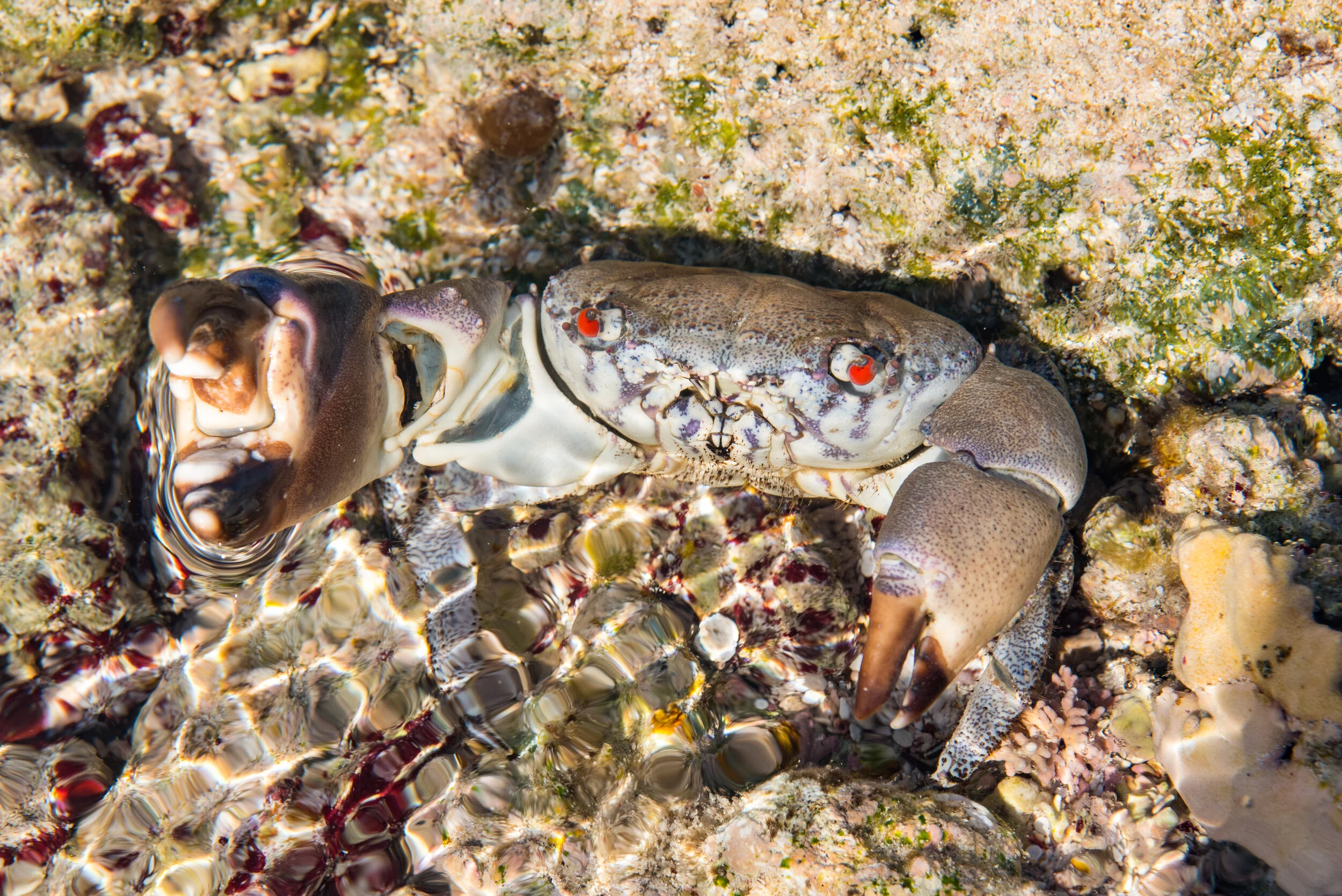  February 2019 - Fierce looking crab in a shallow rock pool 
