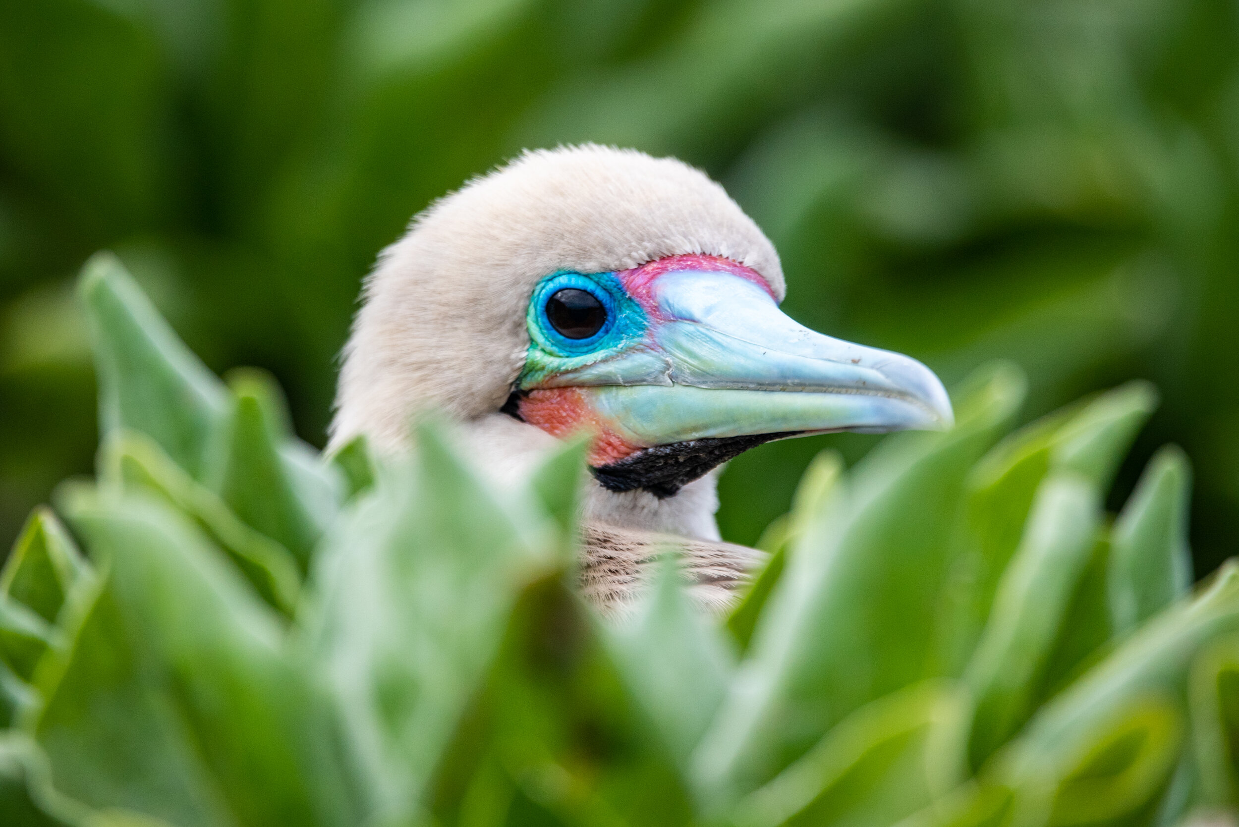  March 2019 - Close up of a Red Footed Booby 