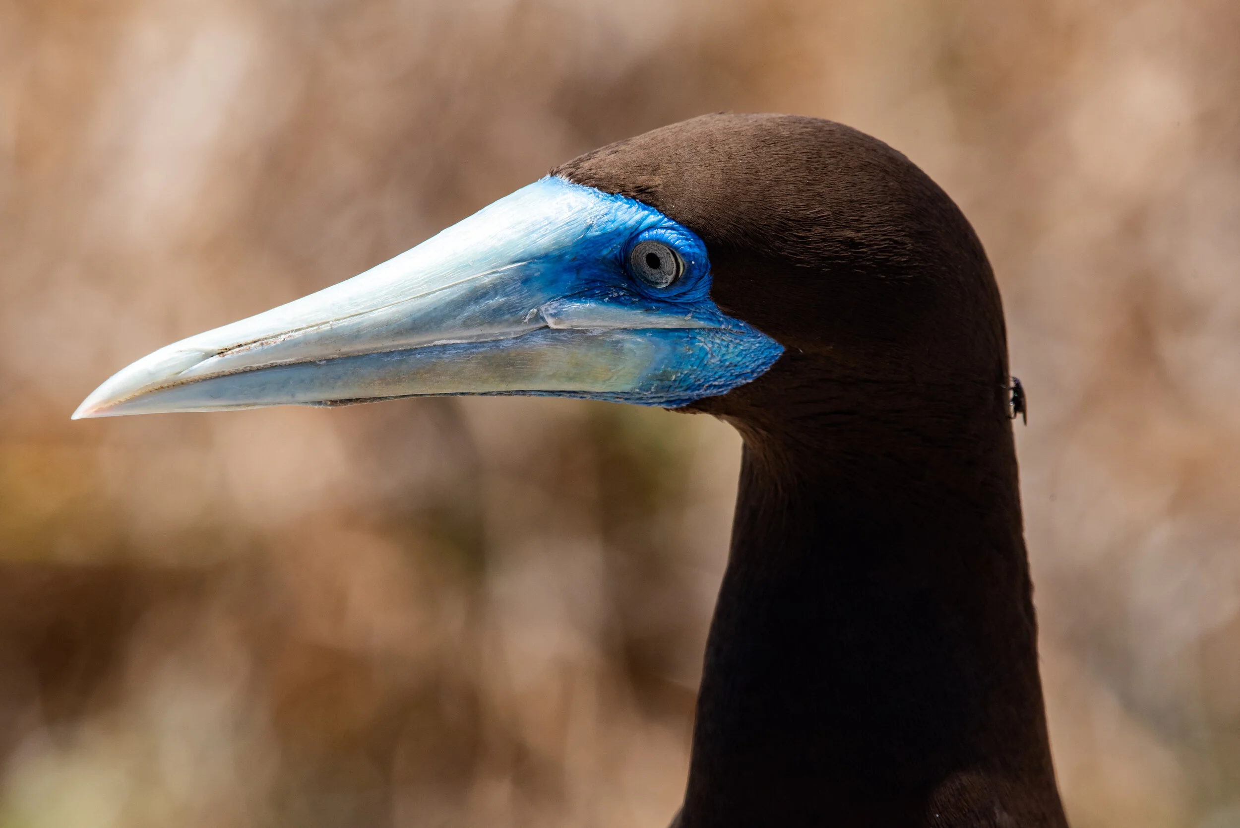  October 2018 - Close up of a male Brown Booby and fly 