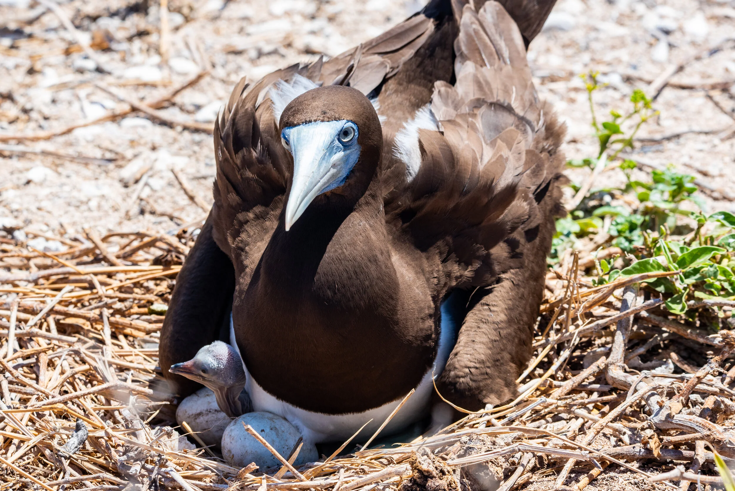 November 2018 - Newly hatched Brown Booby chick 
