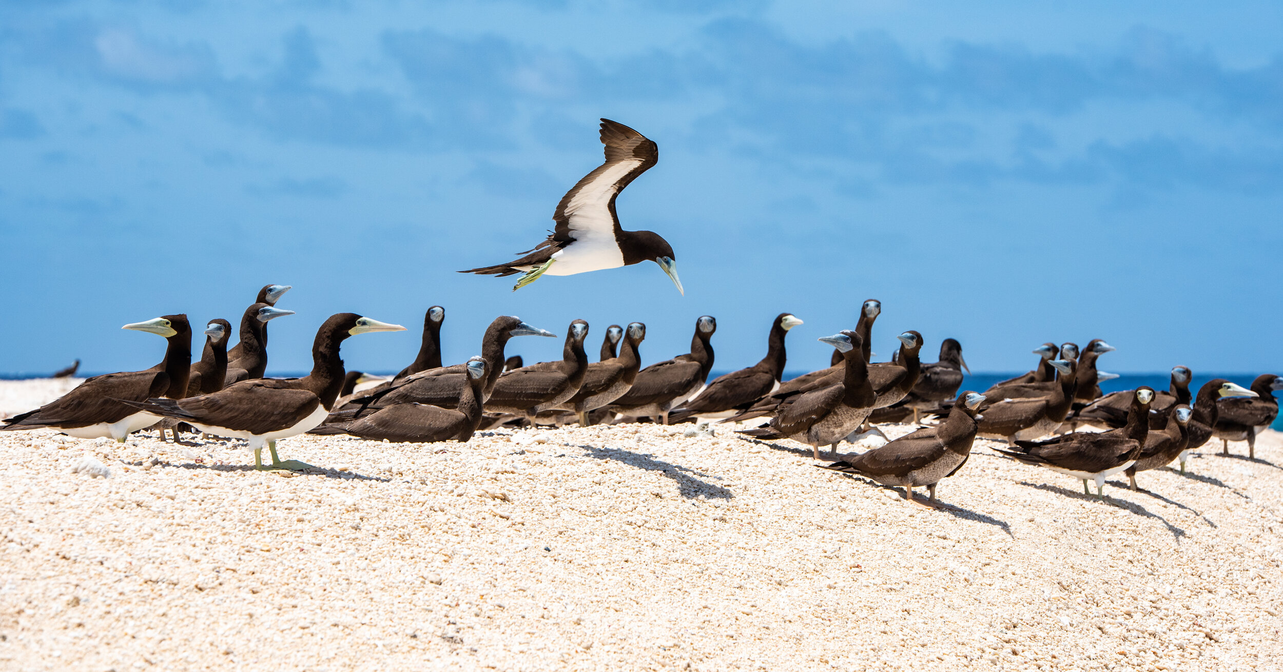  December 2018 - Brown Booby gathering at the southern end of the island 