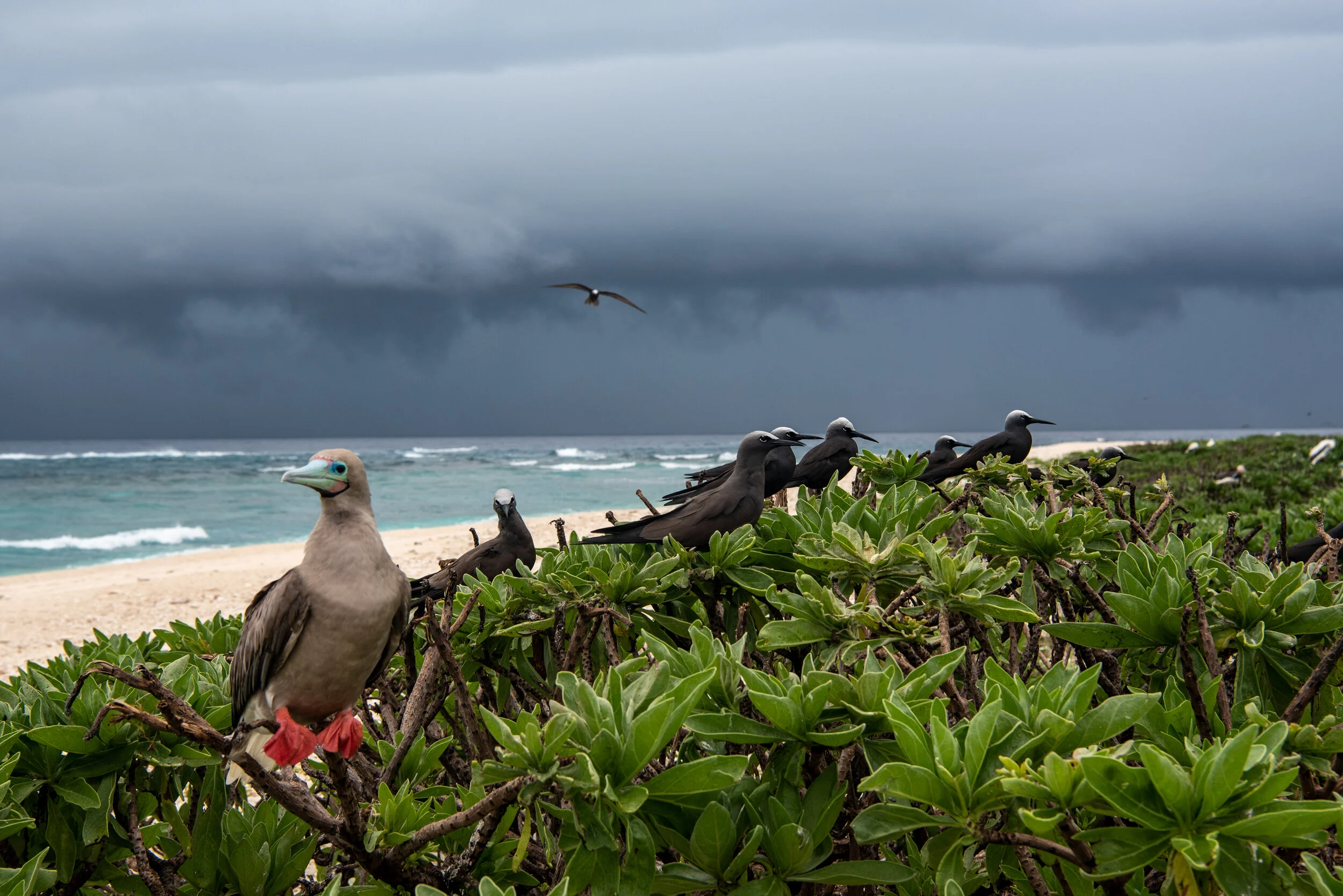  February 2019 - A Red Footed Booby and a group of Common Noddy terns await the approach of a storm. 