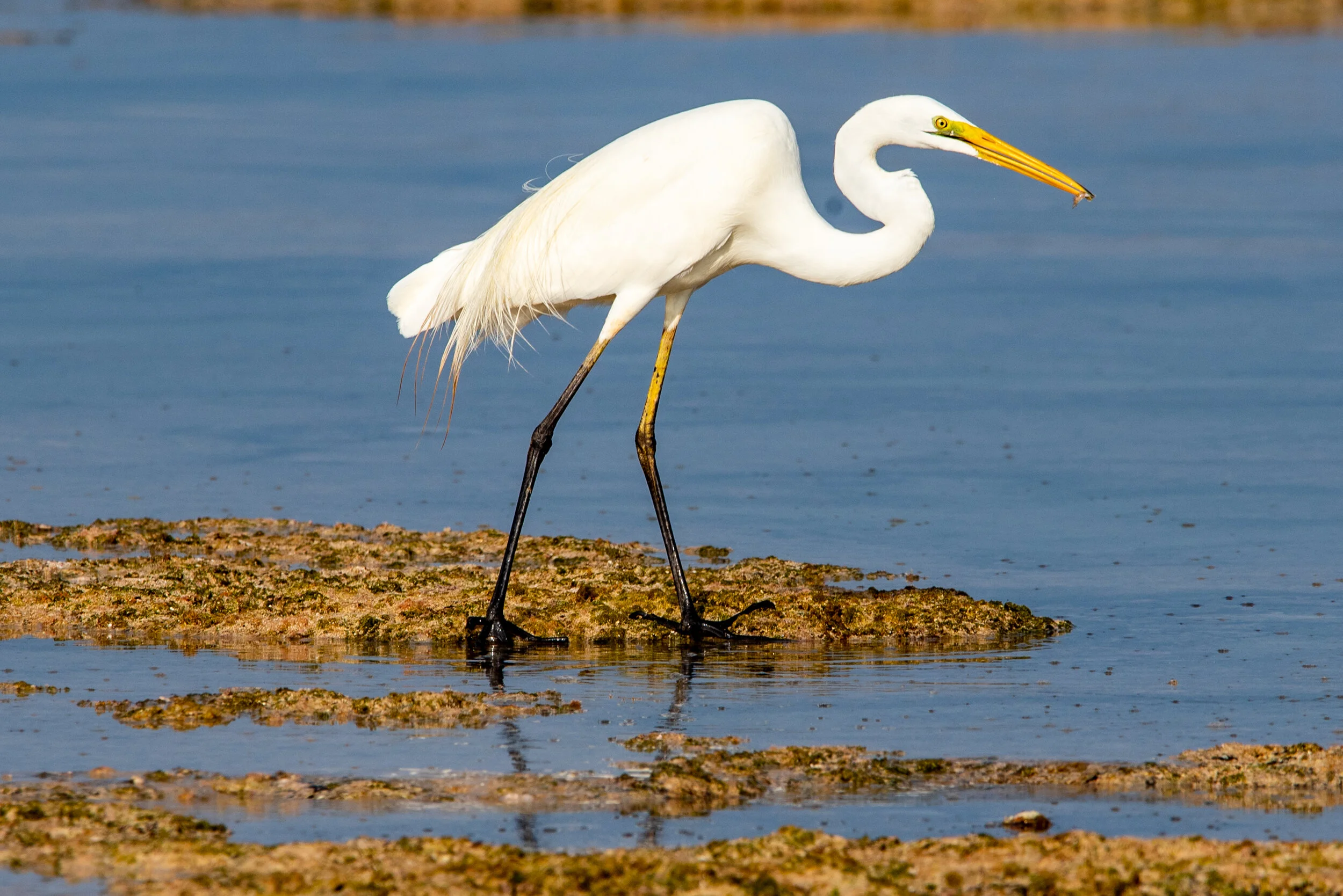  March 2019 - Itinerant Great Egret catching fish on the reef.  