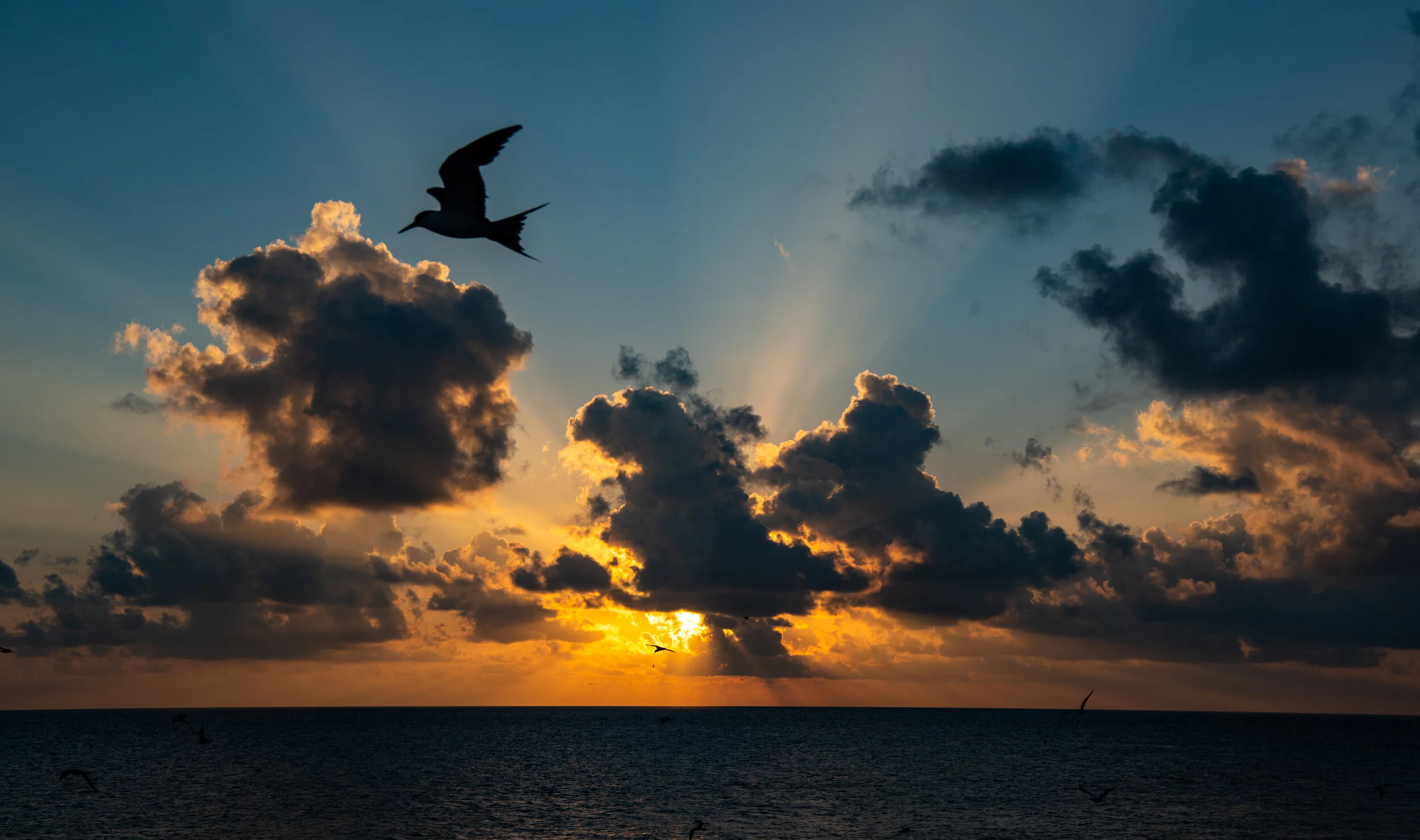  October 2018 - Bird silhouette on a spectacular Willis Island sunset. 
