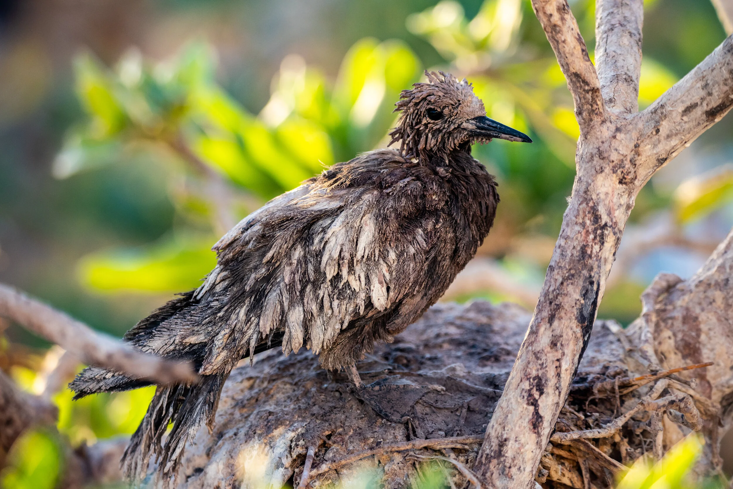  November 2018 - Bedraggled, guano covered Noddy tern chick - nest under another nest on a higher branch. 