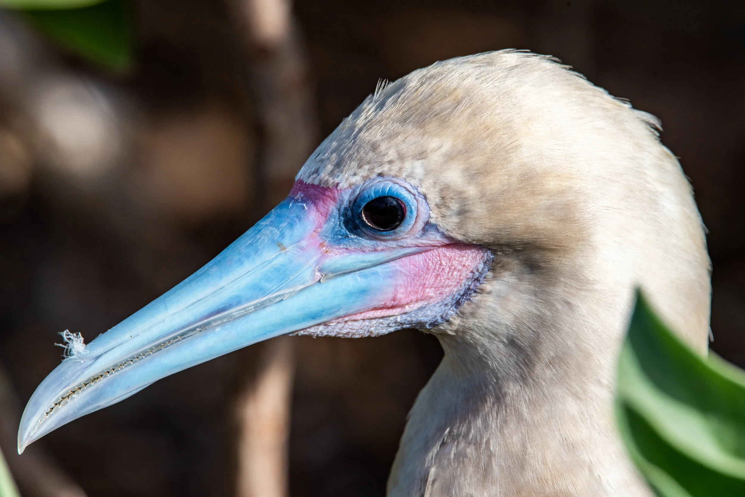  December 2018 - Sharp close up of a Red Footed Booby. 