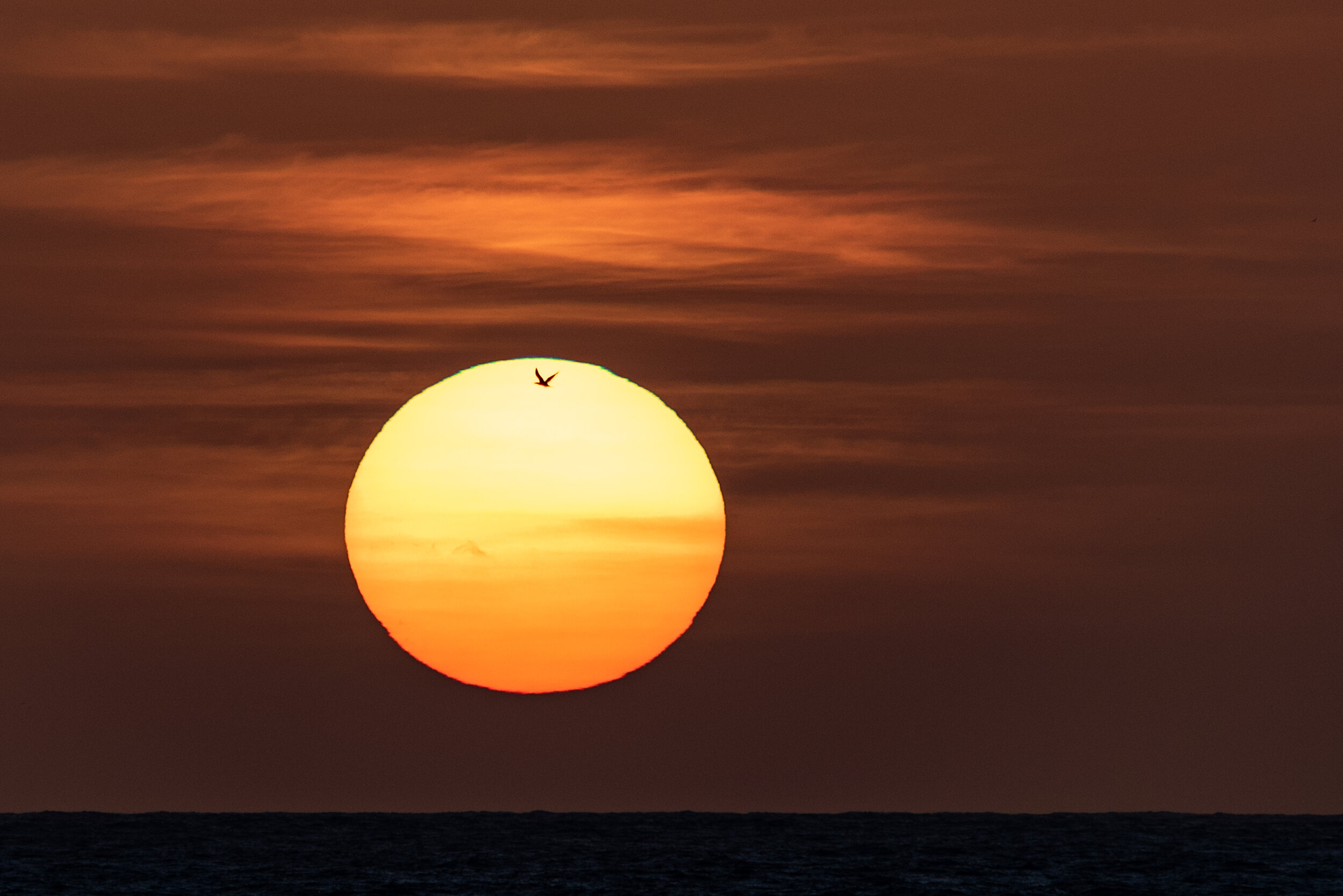  January 2019 - bird silhouetted against the setting sun. 
