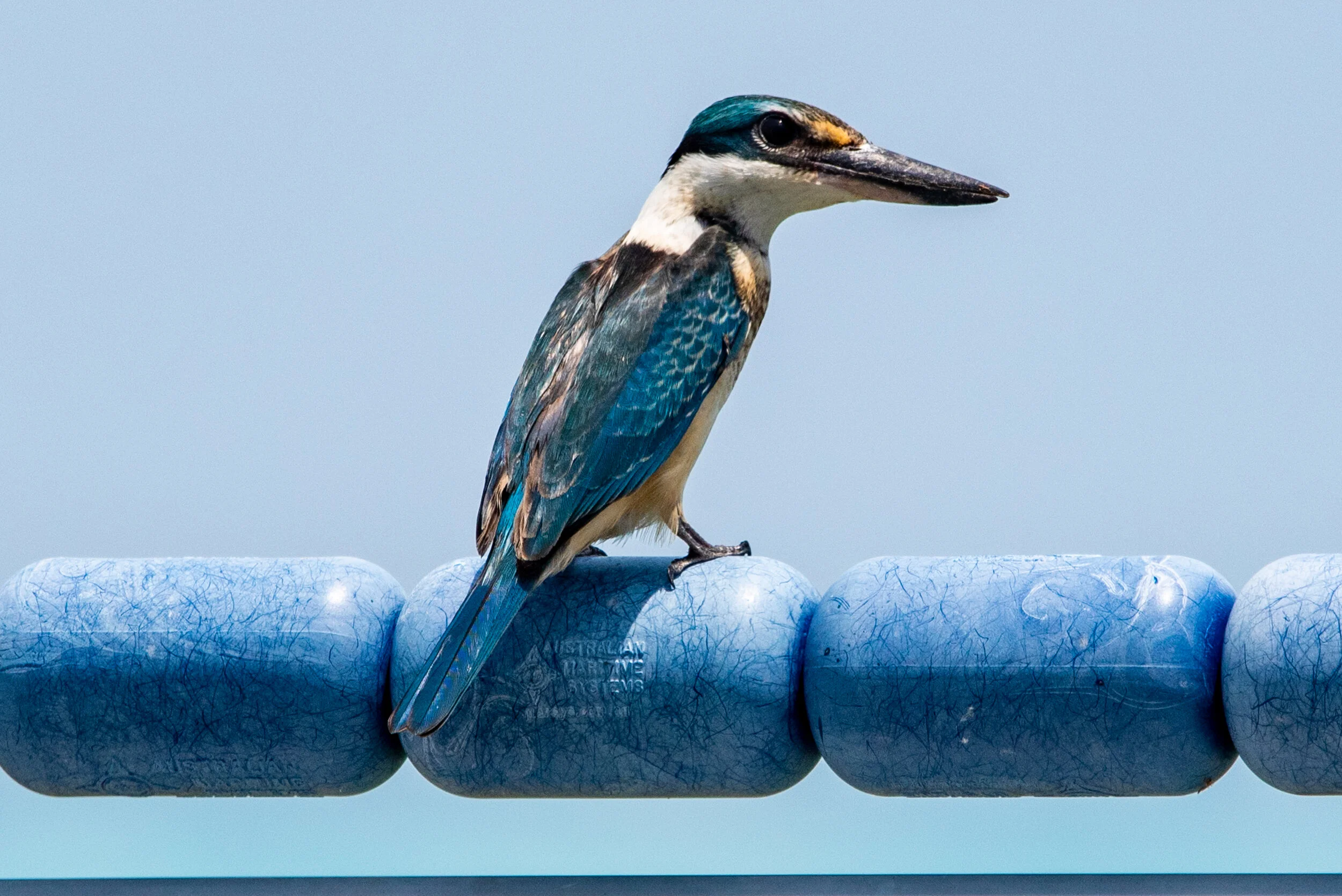  February 2019 - Itinerant Sacred Kingfisher visited the island. 
