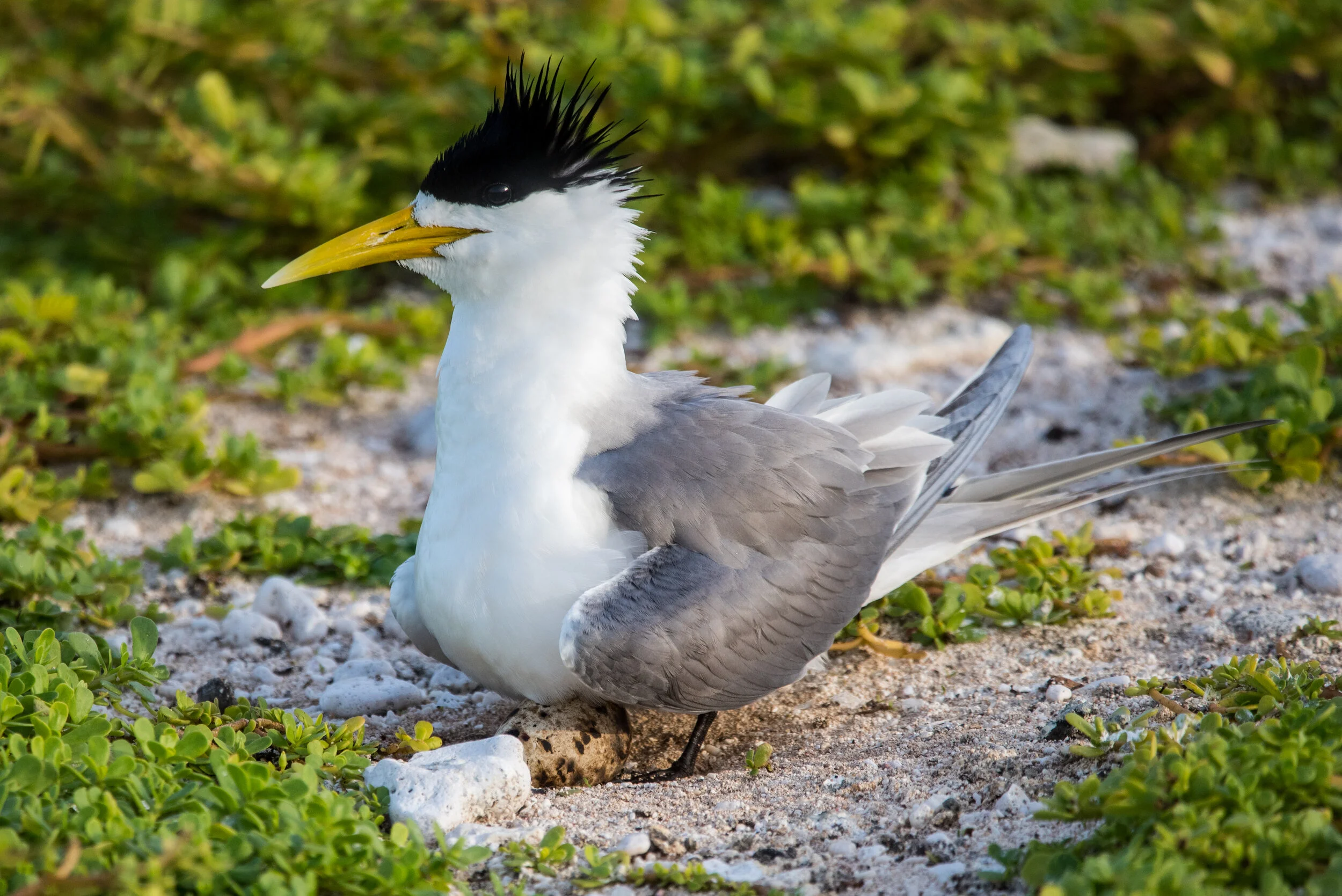  March 2019 - Crested tern sitting on a egg. 