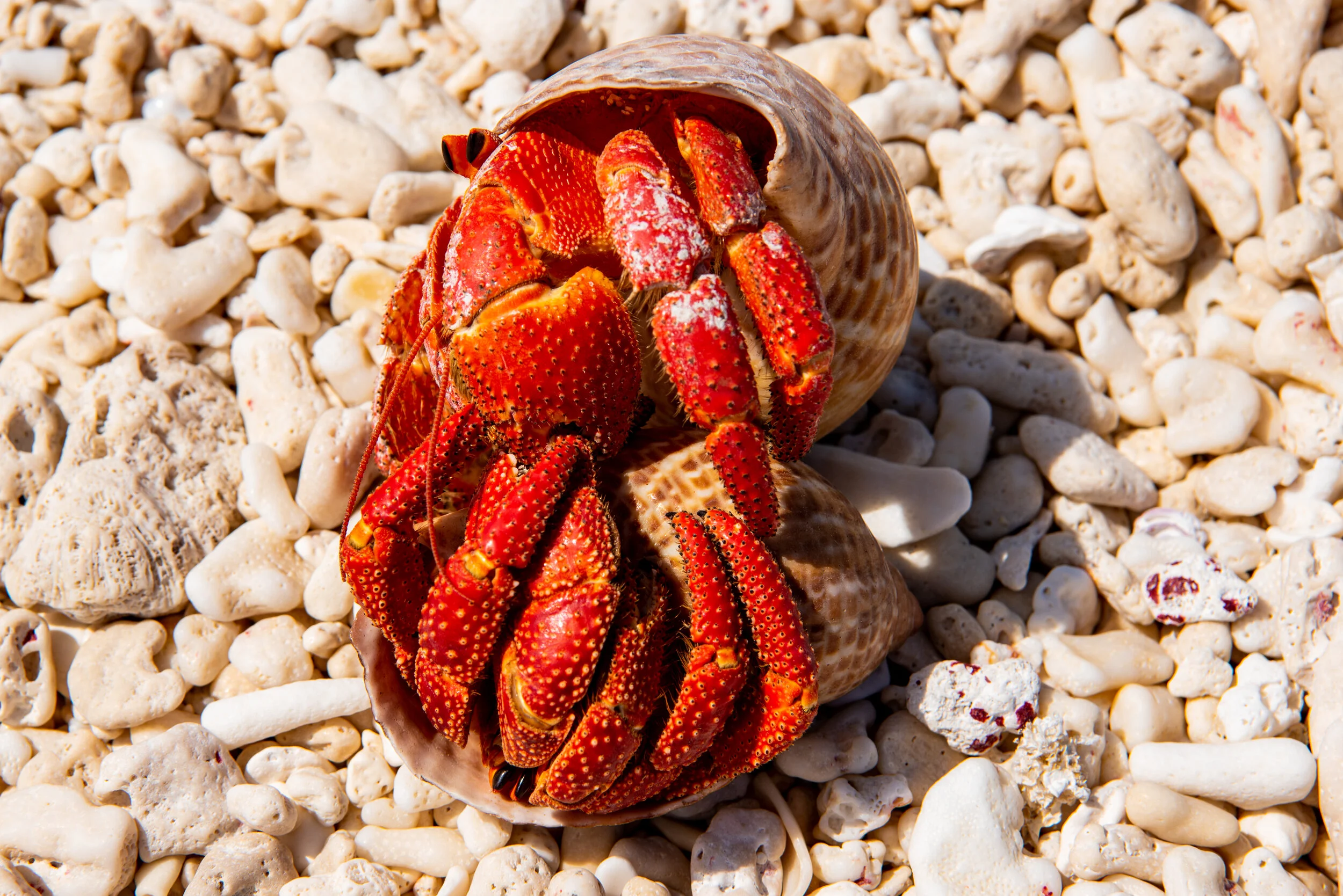  October 2018 - a pair of large hermit Crabs on the beach. 