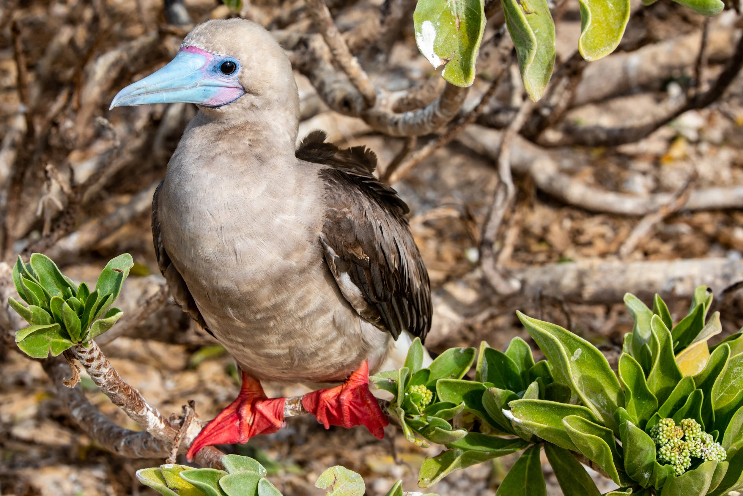  November 2018 - Superb colours of a Red Footed Booby. 
