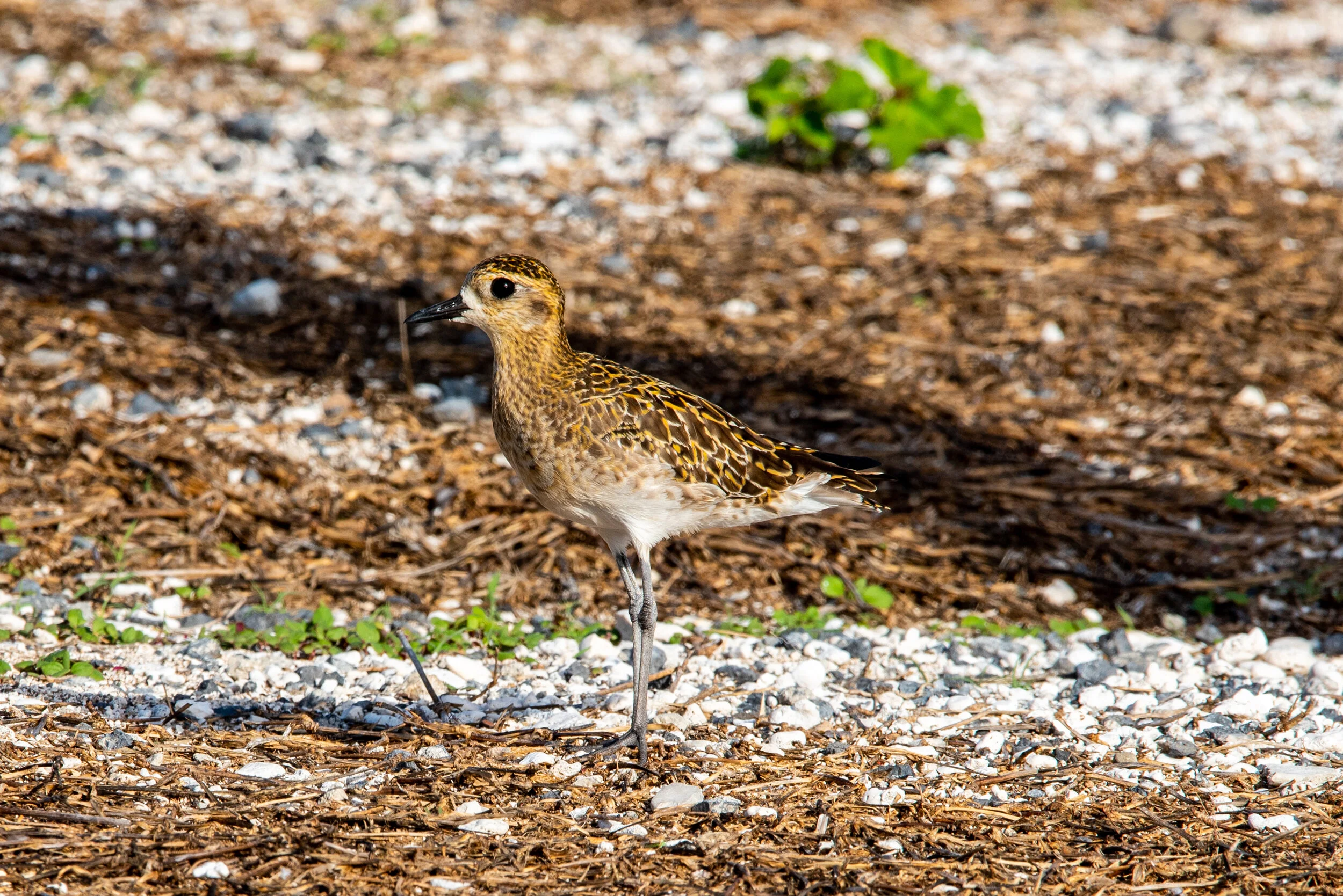  December 2018 - Pacific Golden Plover. 