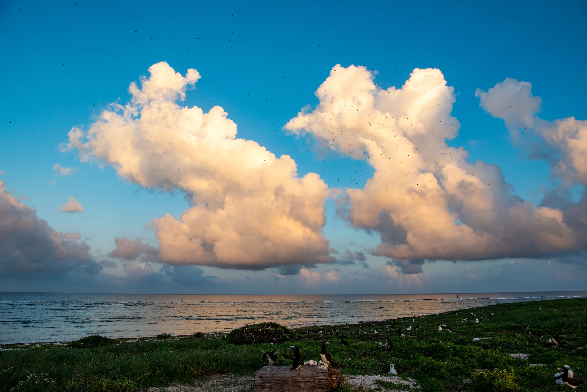  January 2019 - Cumulus sky filled with birds just before sunset. 